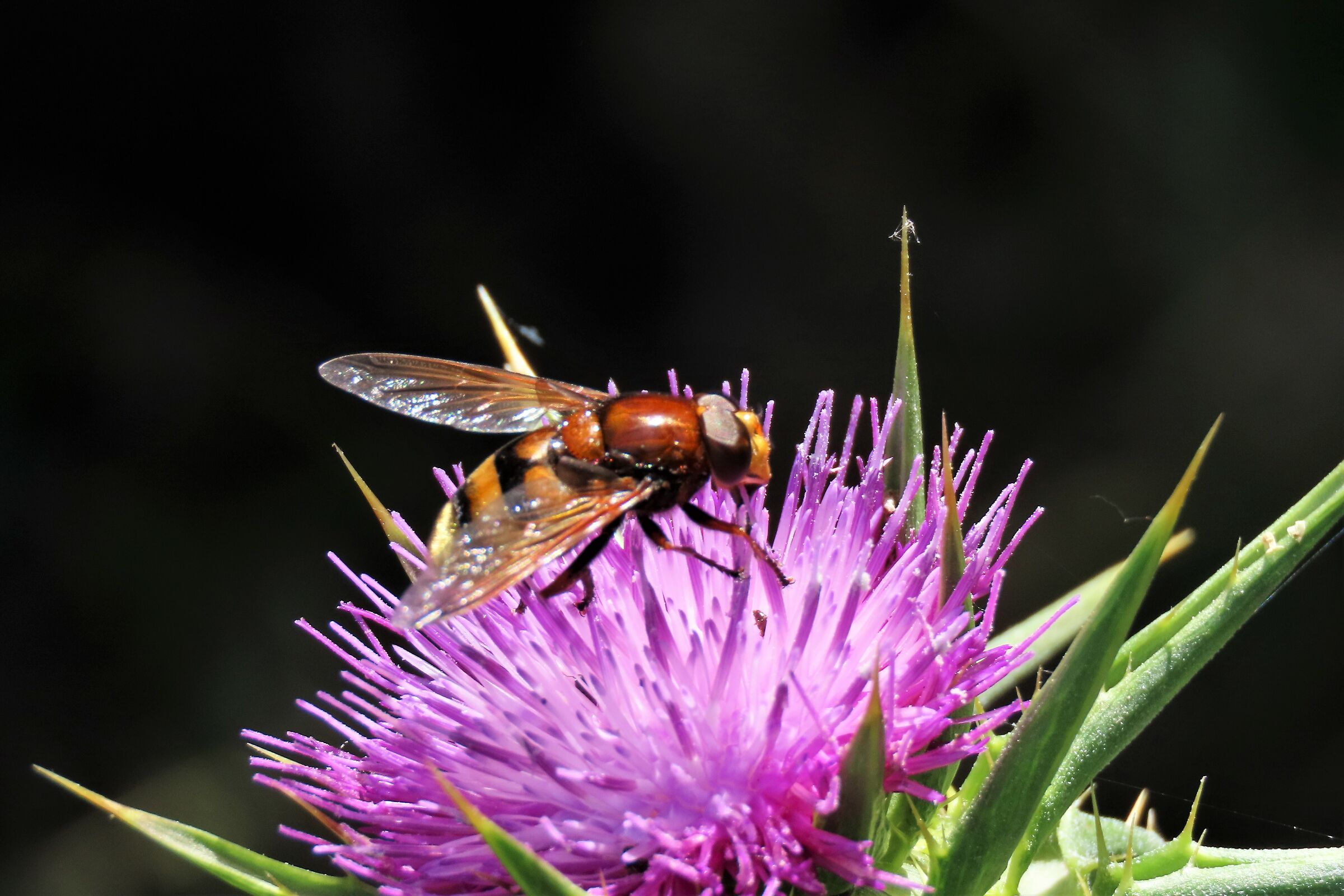 VOLUCELLA ZONARIA