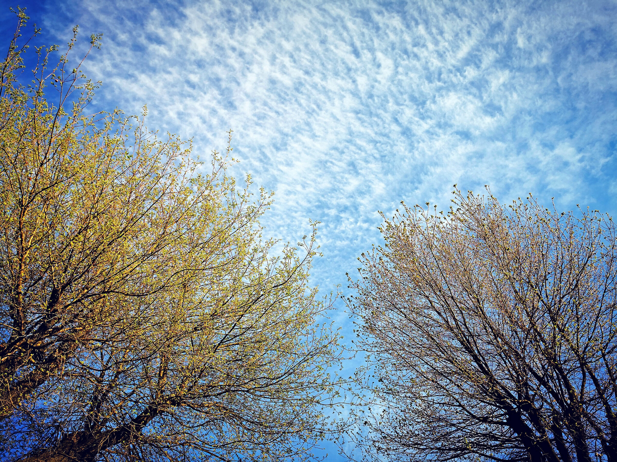Sky and Trees
