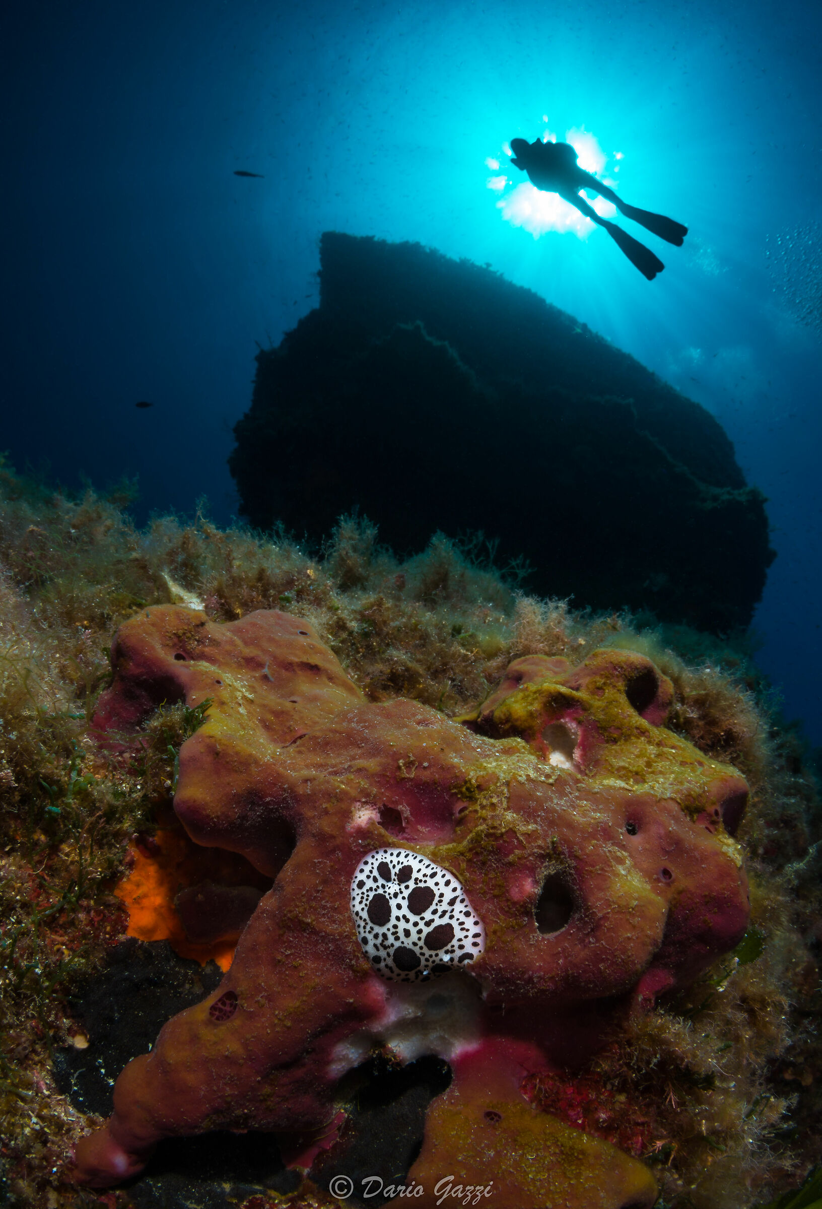 Discodoris Atromaculata