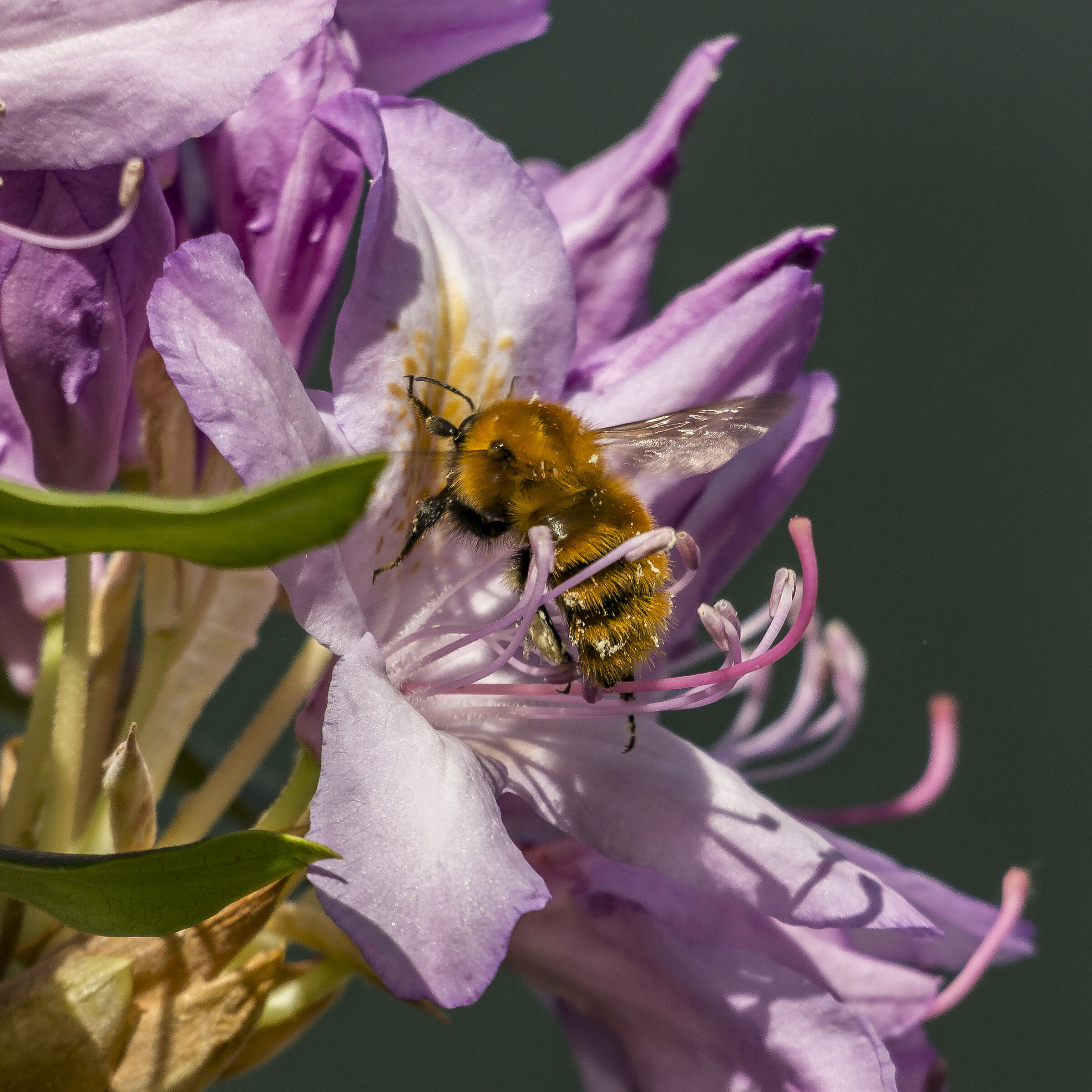 Rhododendron Catawbiense - 50 (con bombo)