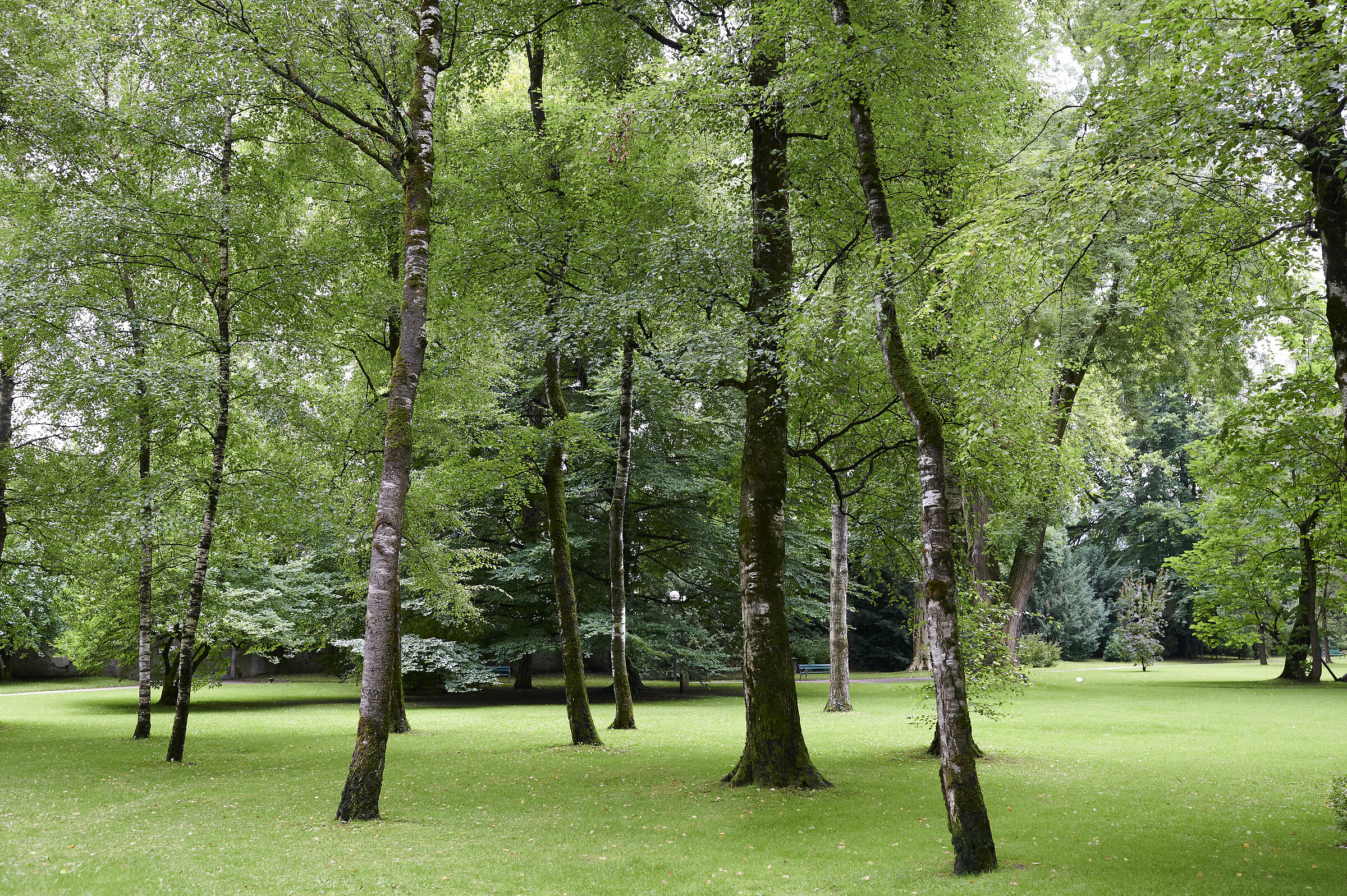 Try C1 profile Z6 Generic