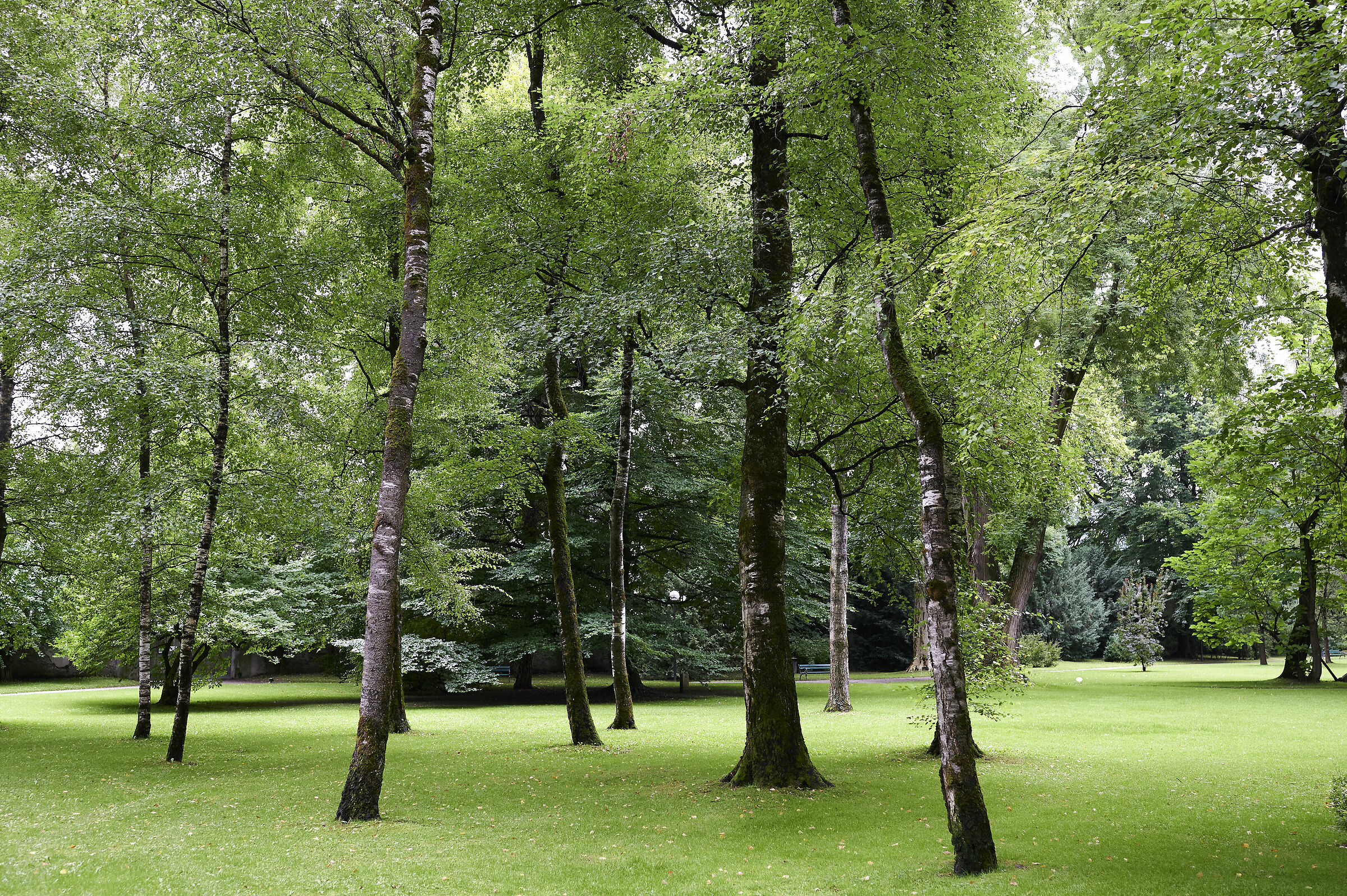 Try C1 Z6 Standard Profile