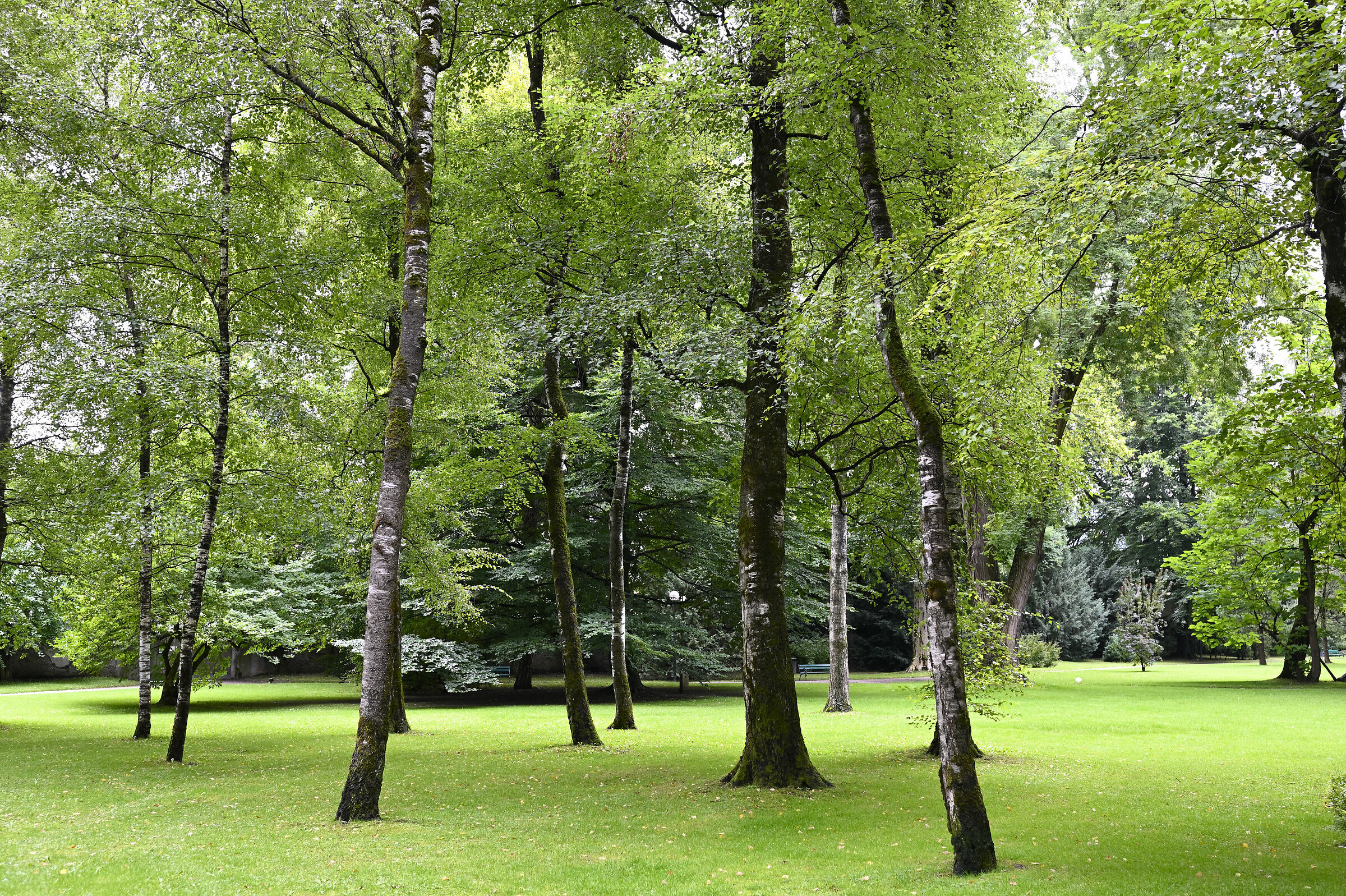 Try Nikon NX-i pc AUTO