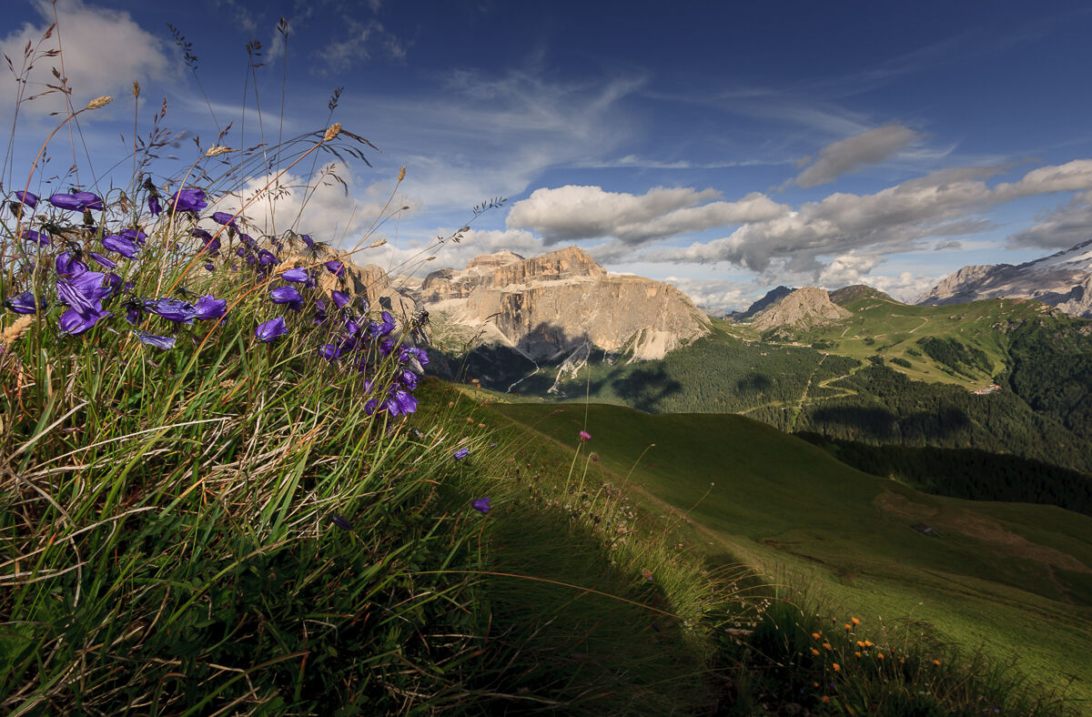 Le campanule del Col Rodella ...
