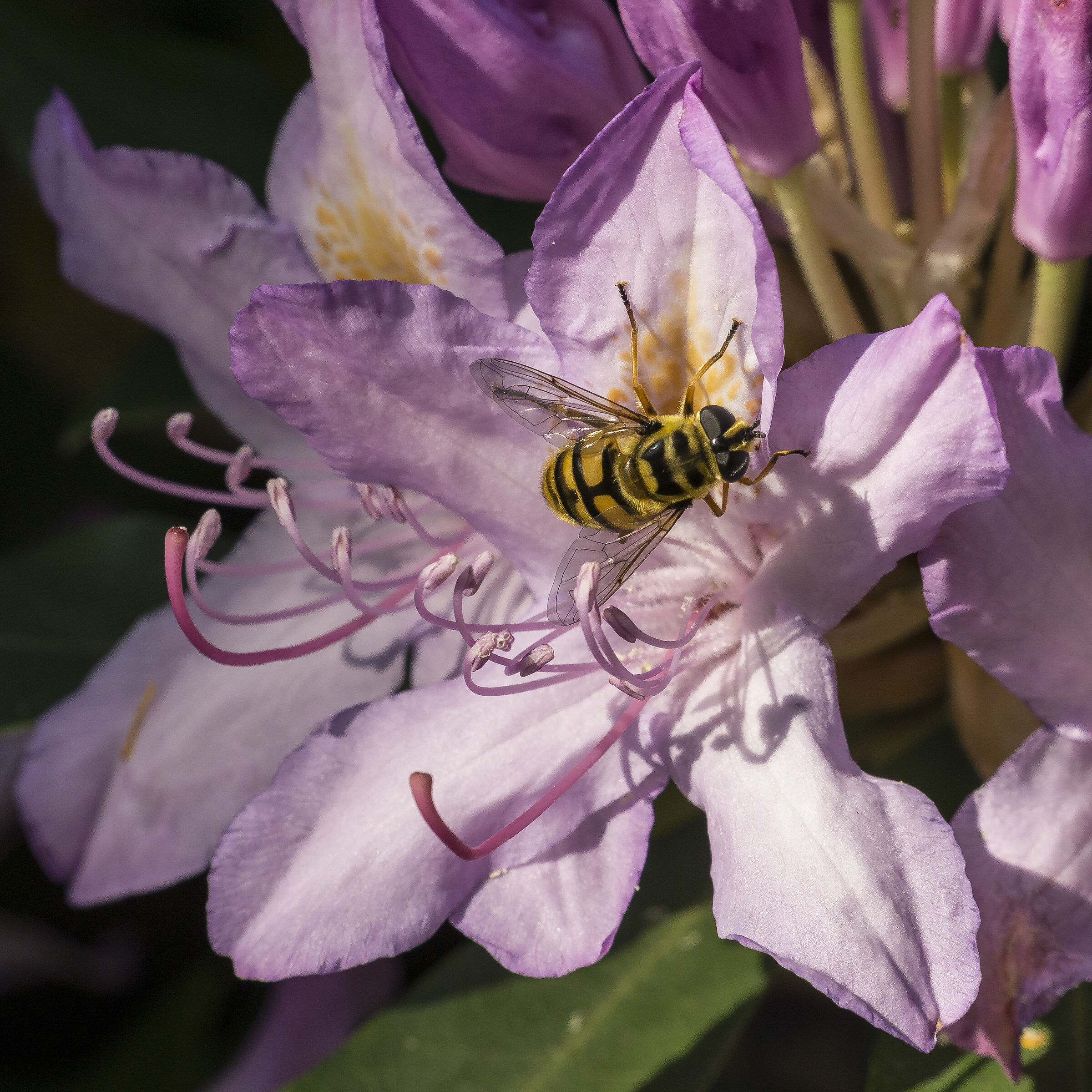 Rhododendron Catawbiense- 56 (con Episyrphus balteatus)