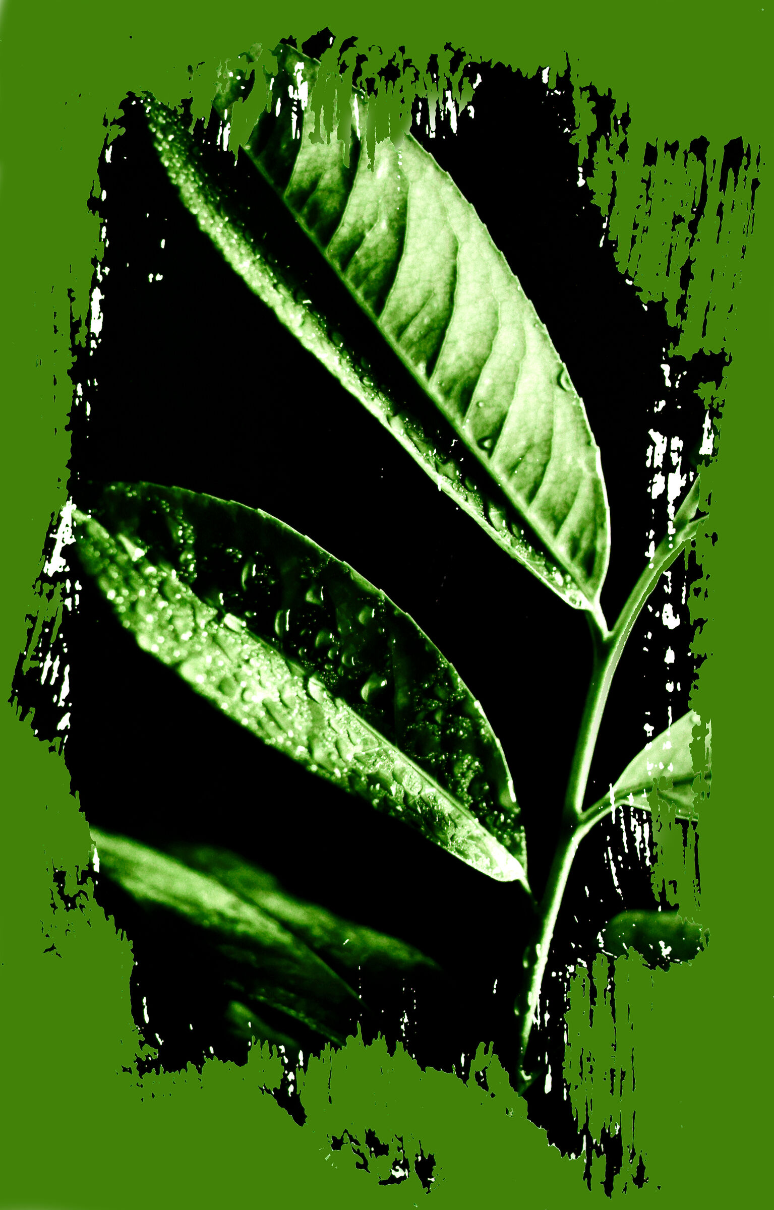 lauroceraso verde