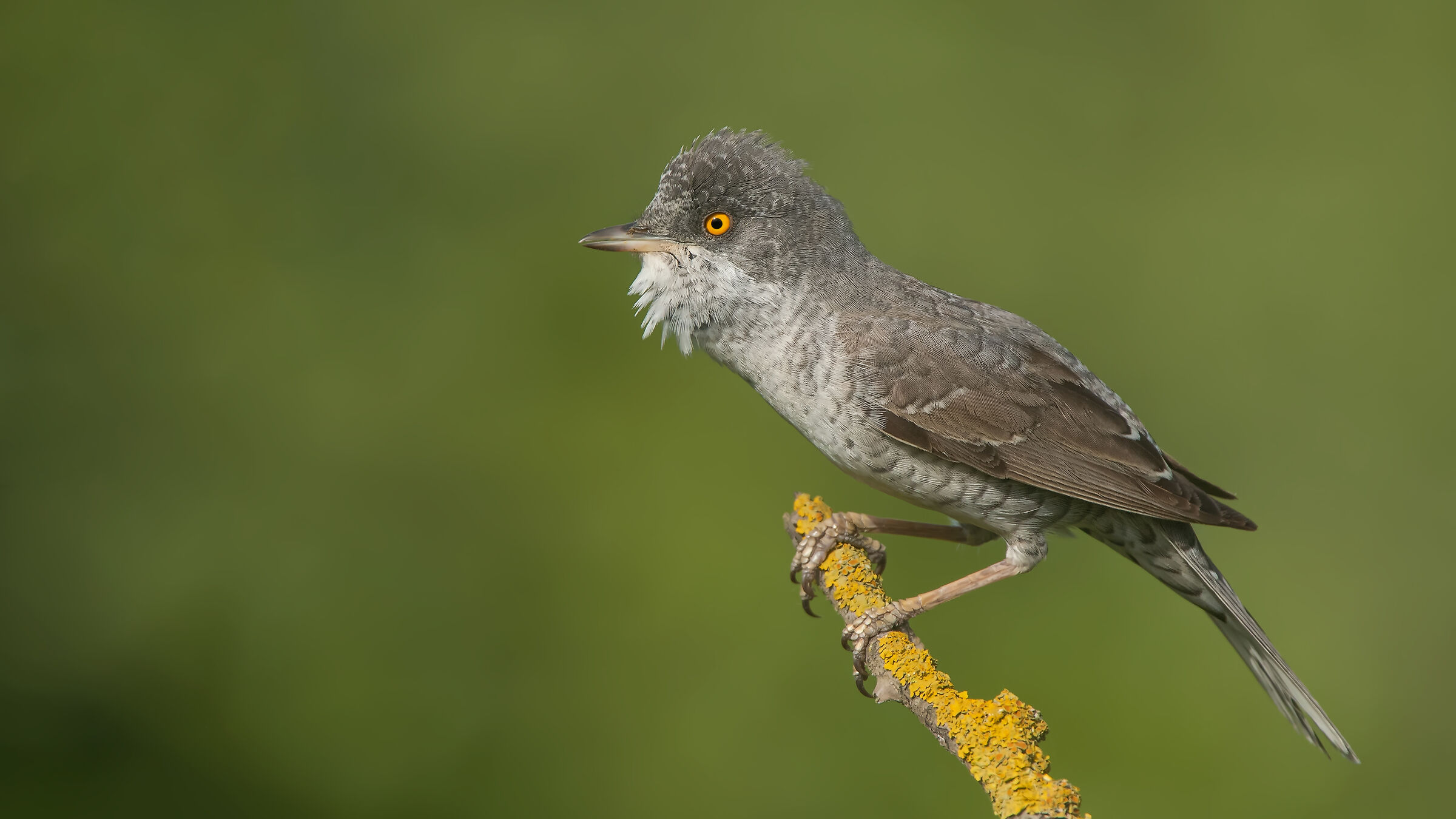 Çizgili ötleğen » Sylvia nisoria &raq...