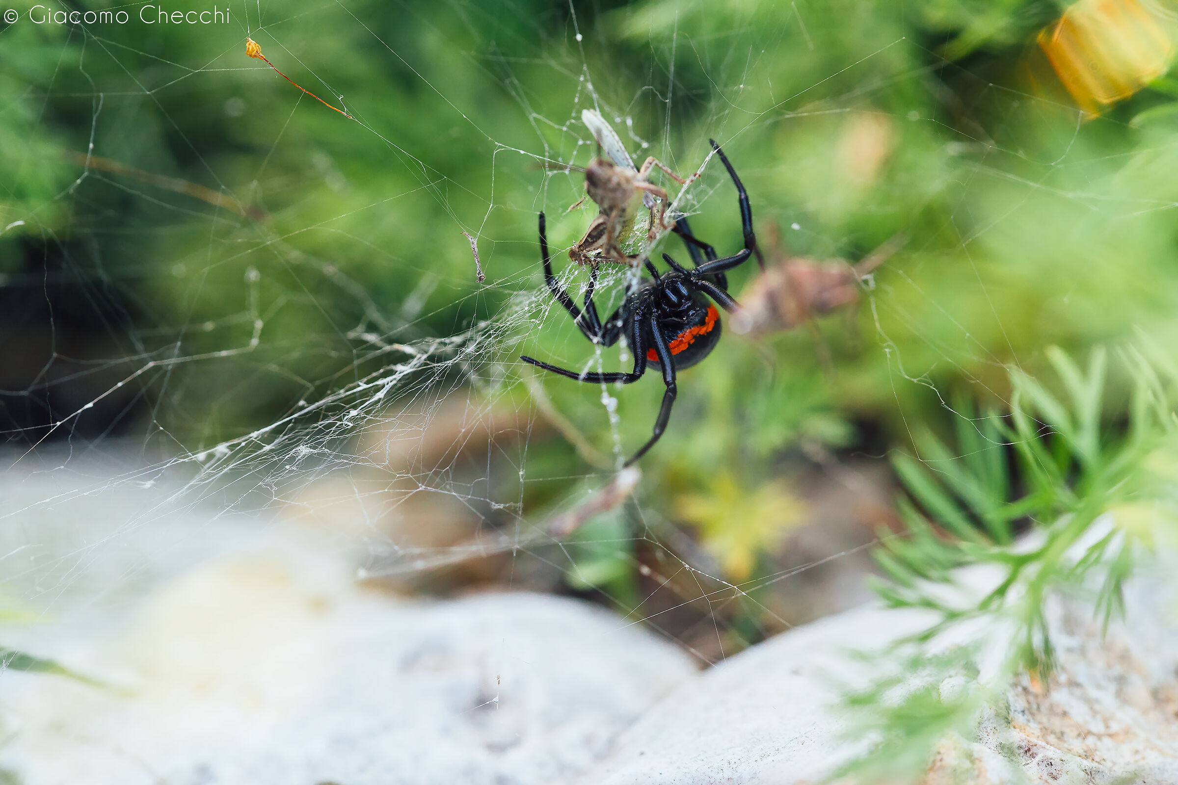 Steatoda paykulliana, the fake black widow