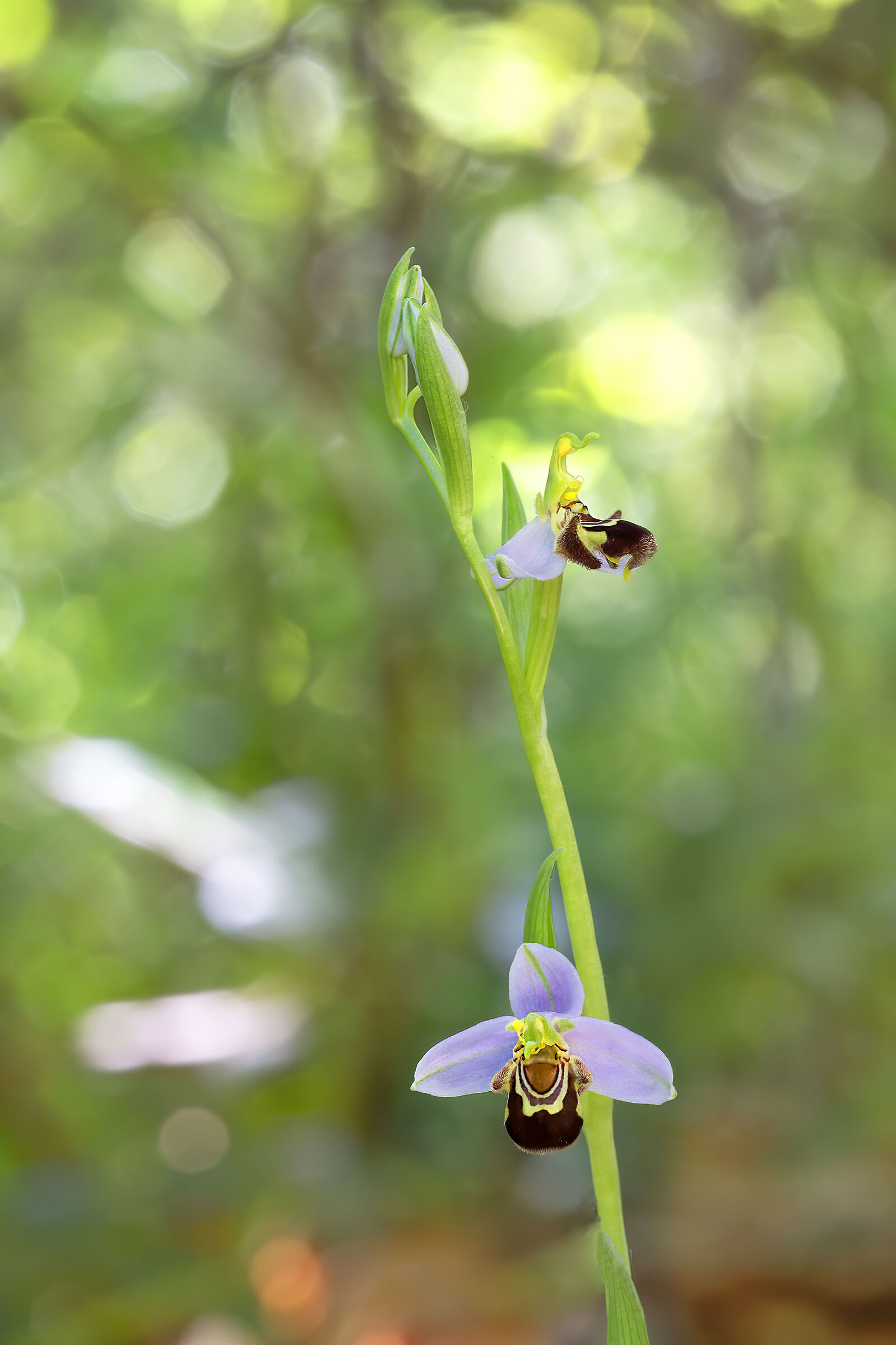 orchidea spontanea, Ophrys apifera