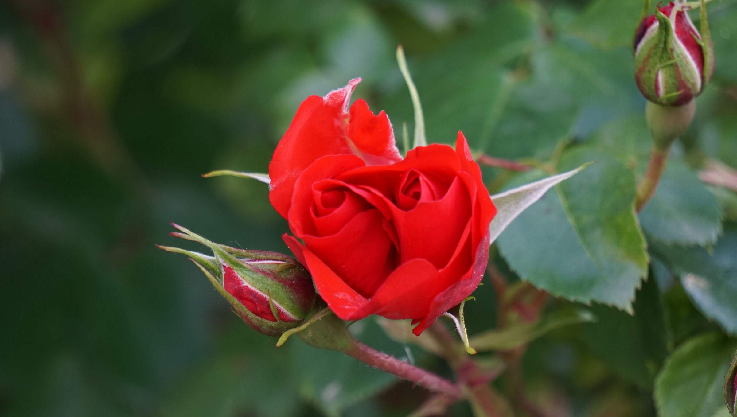 Fiori di primavera: rosa con due boccioli