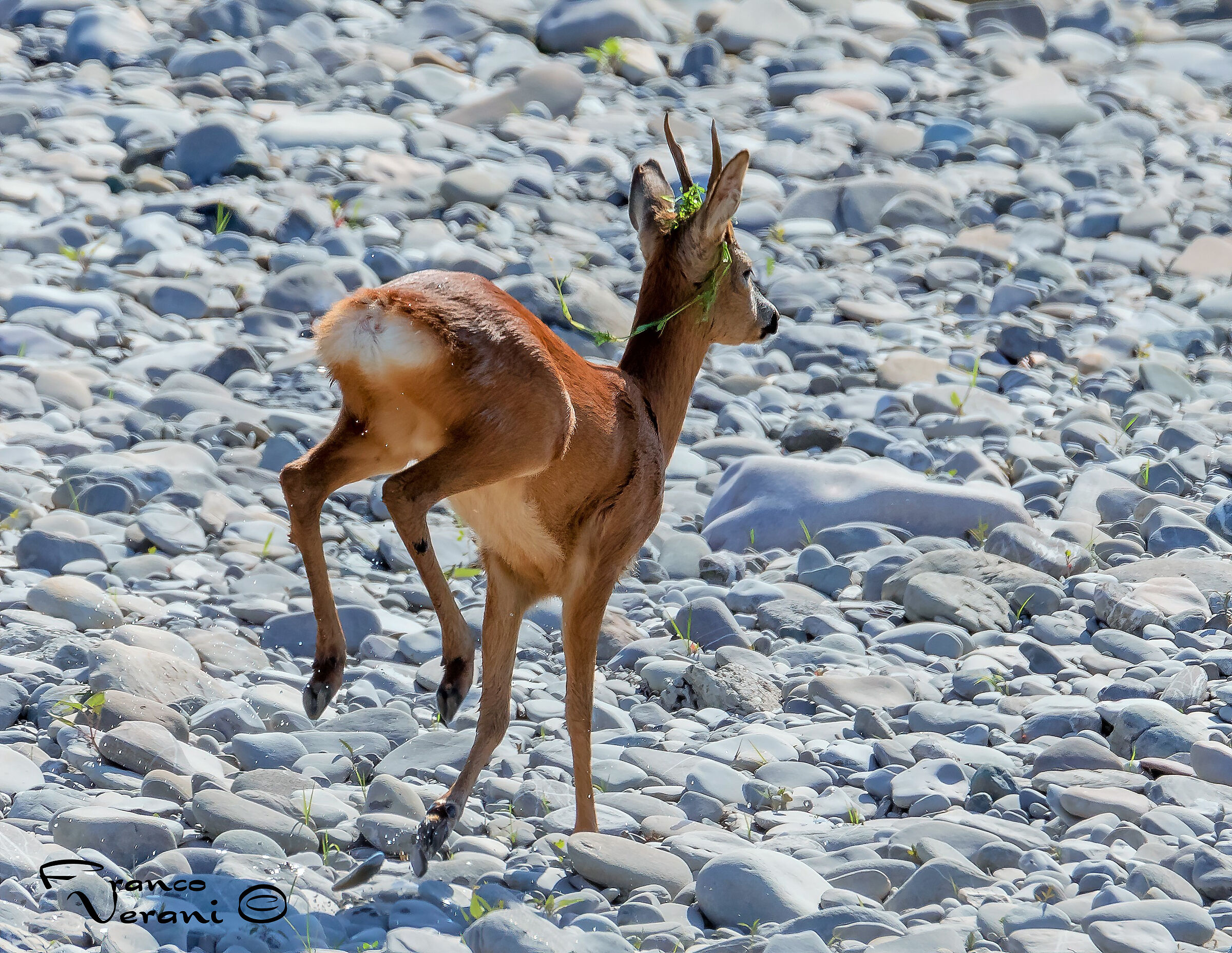 La fuga Giovane Capriolo