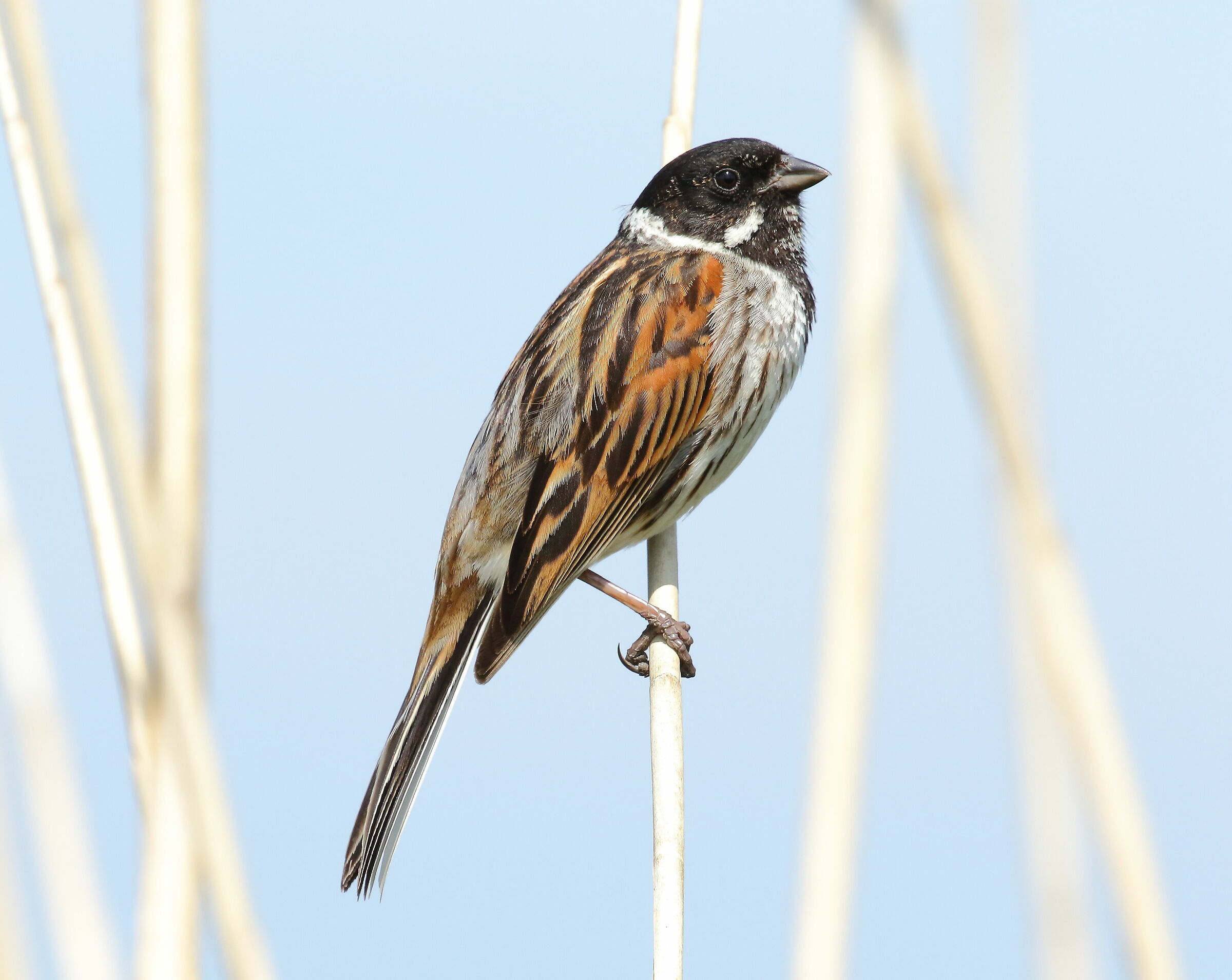 Migliarino di palude