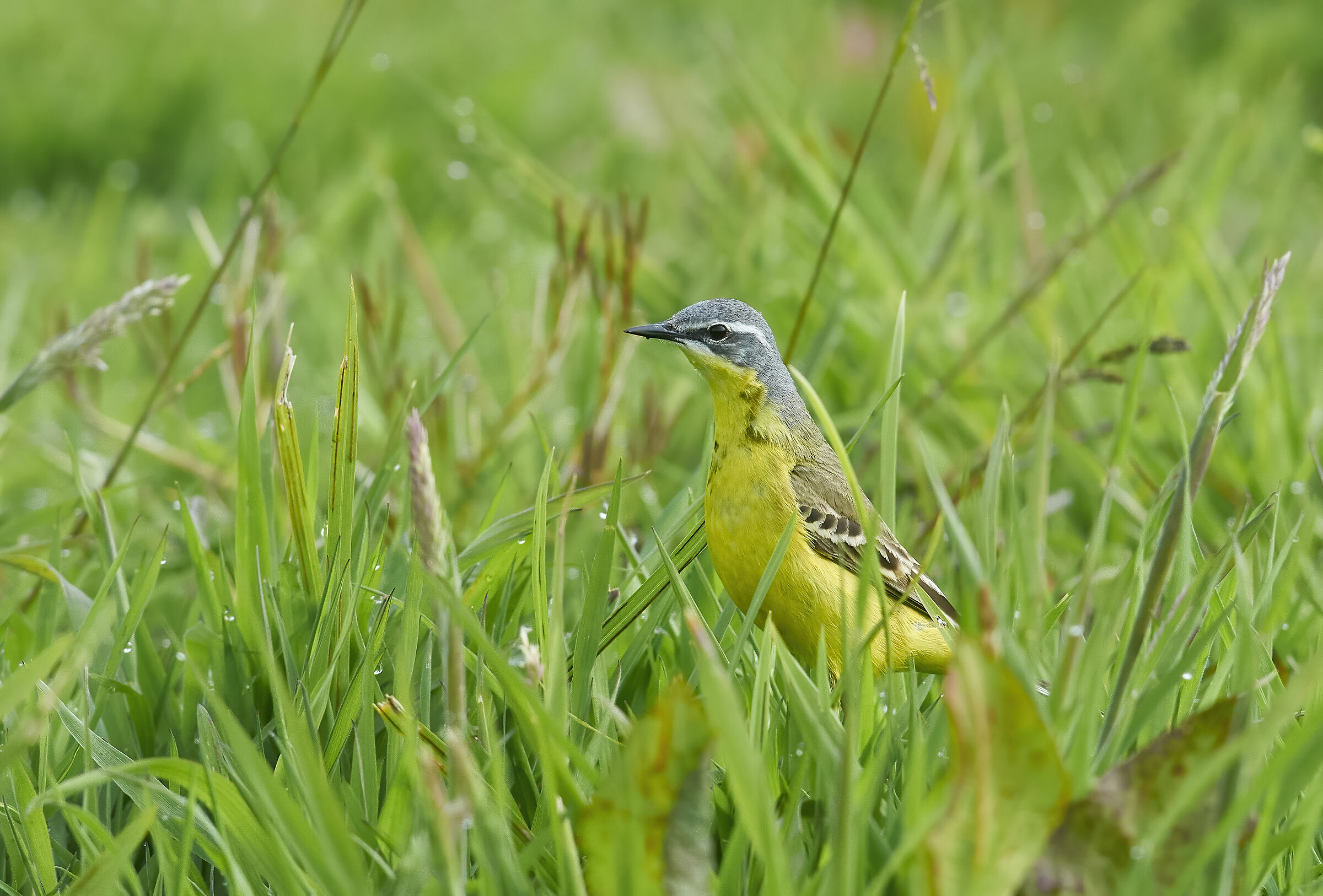 Yellow Wagtail