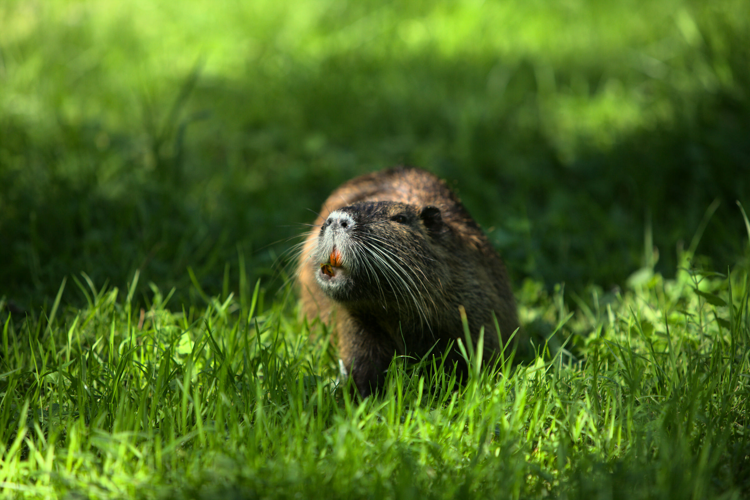 Nutria