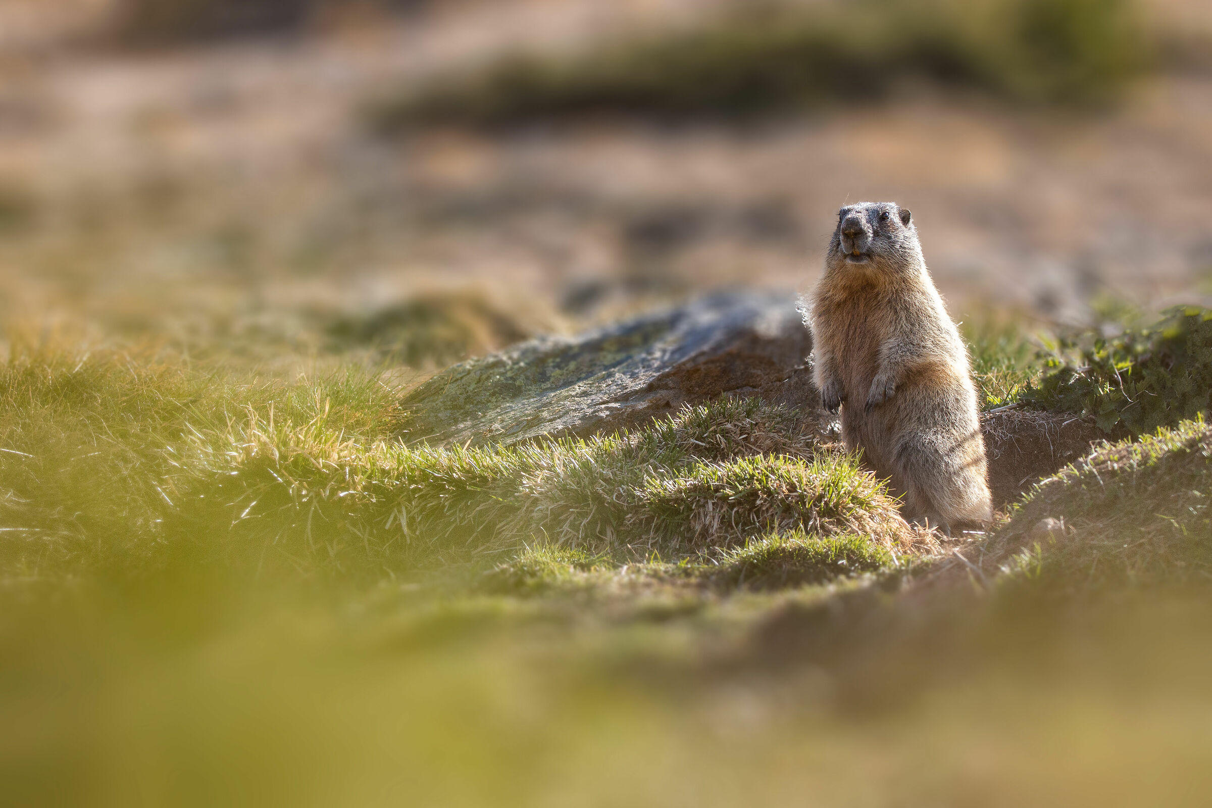 The awakening of the marmot