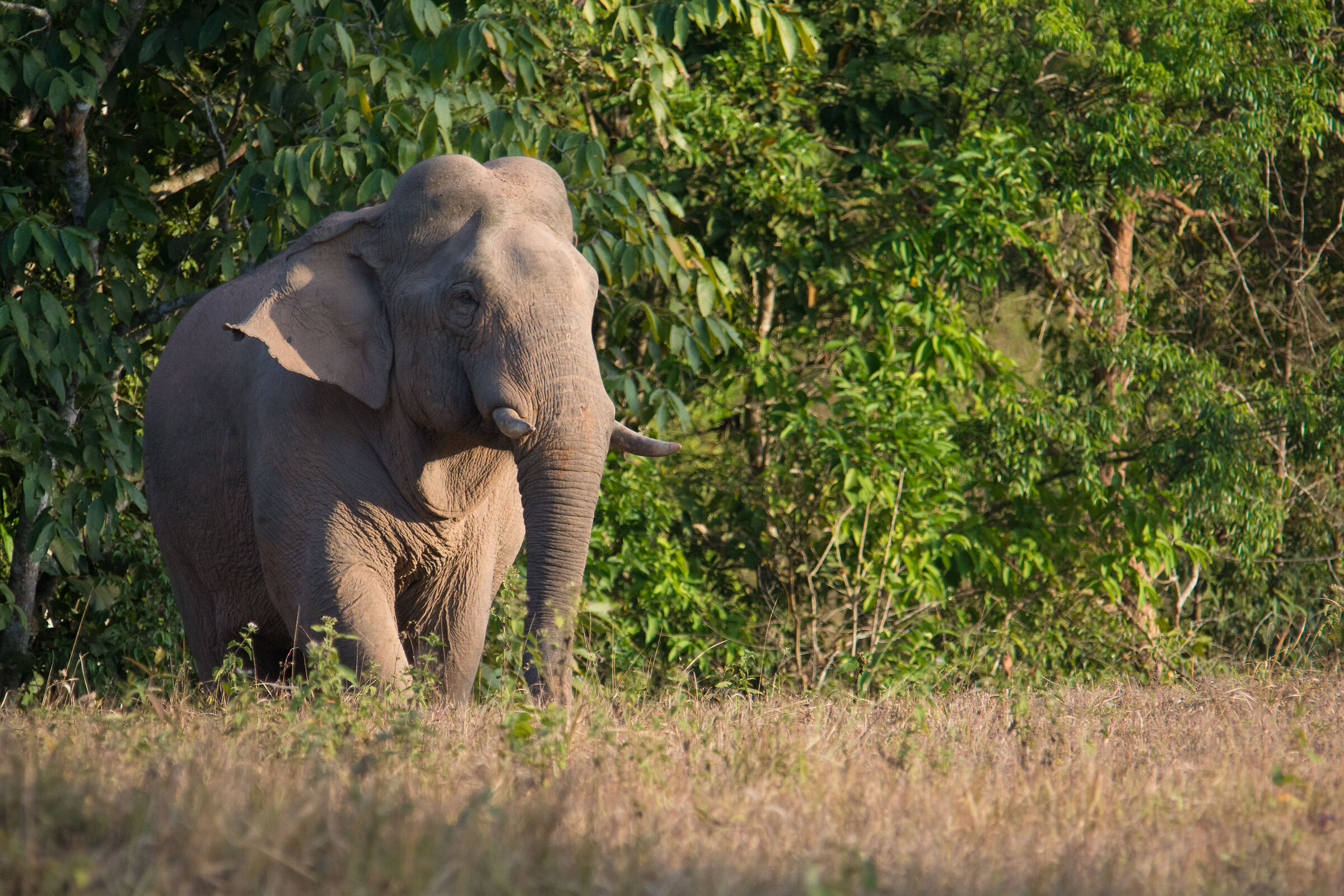 Asian Elephant