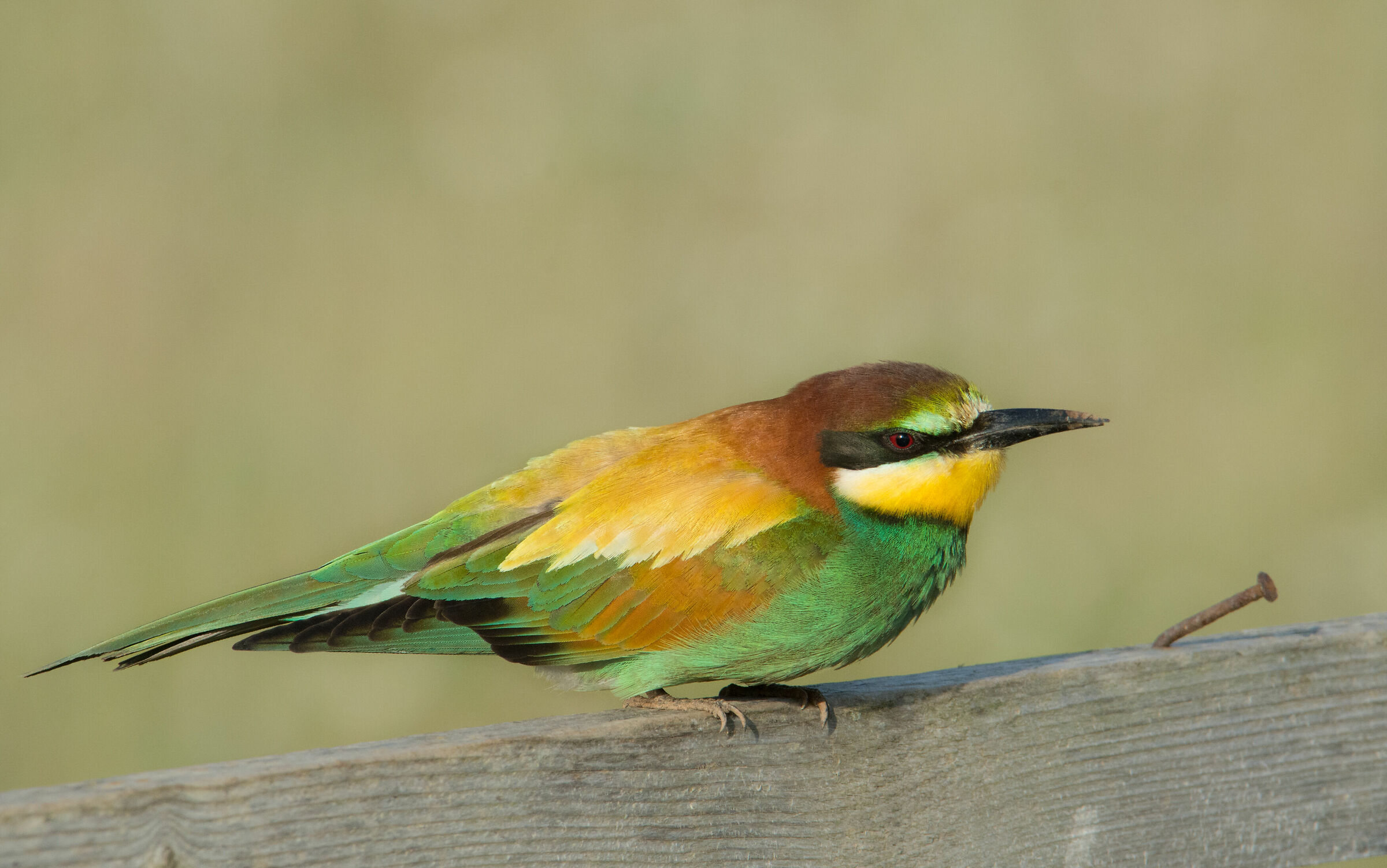 The colors of the hazelnut