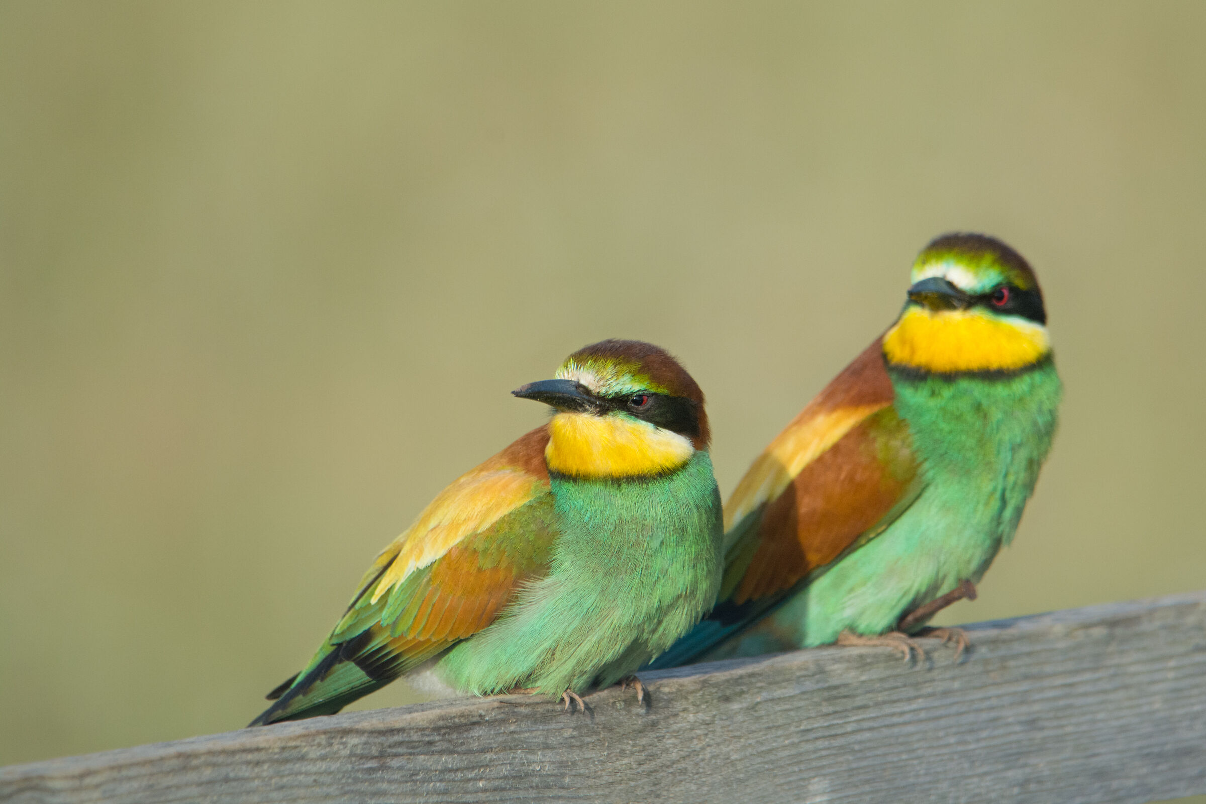 Bee-eaters