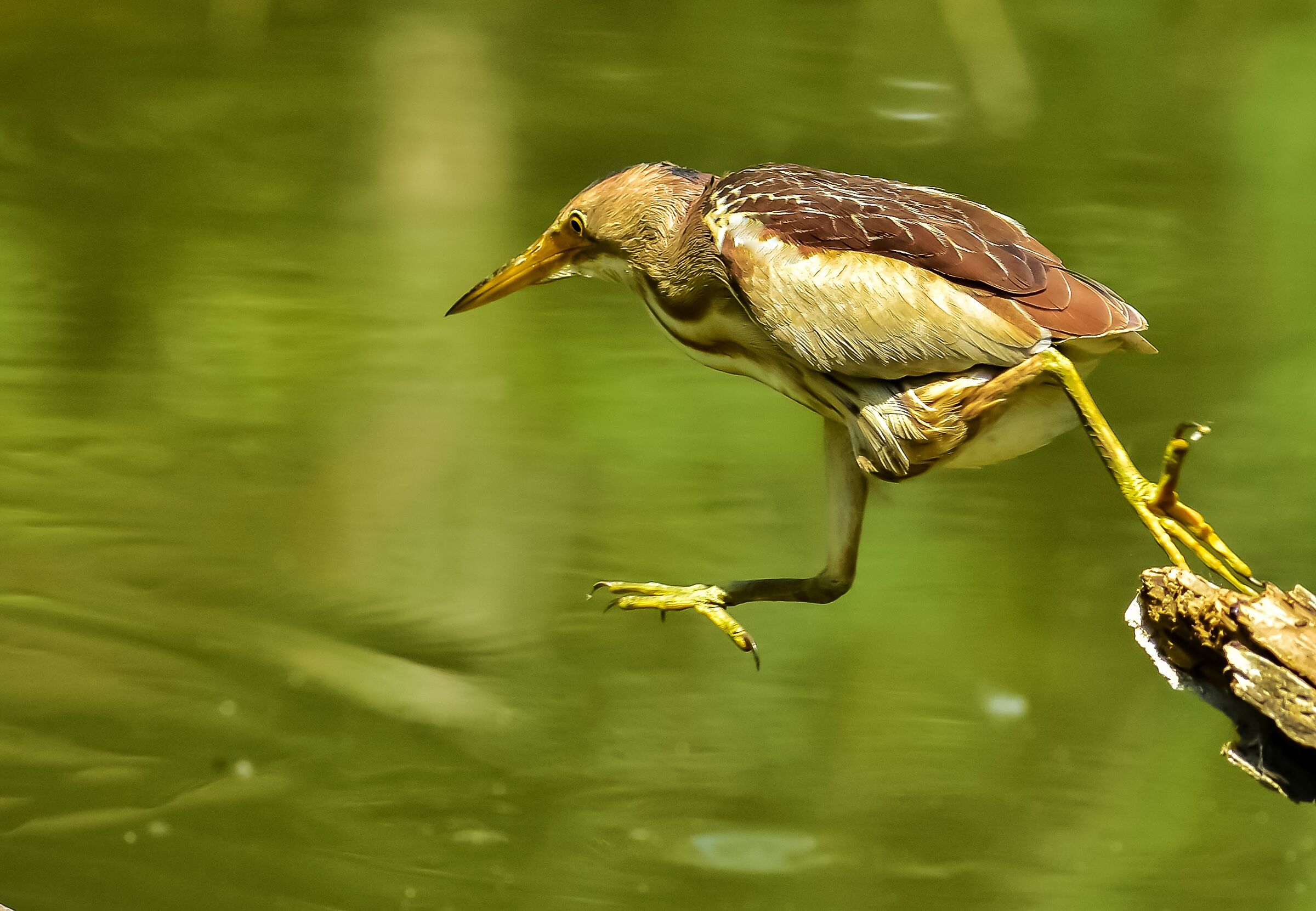 tarabusina distratta