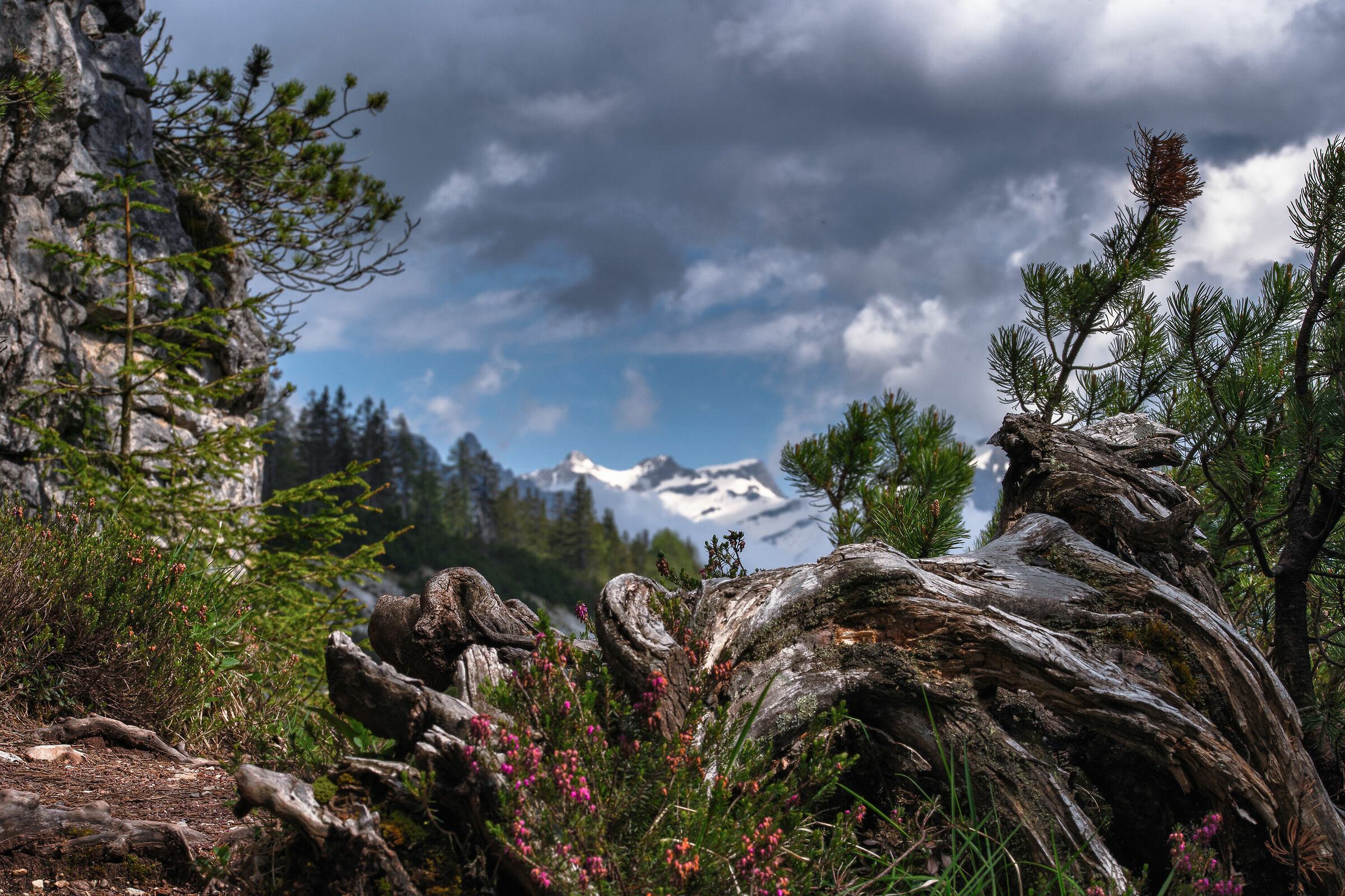 Natura delle Dolomiti