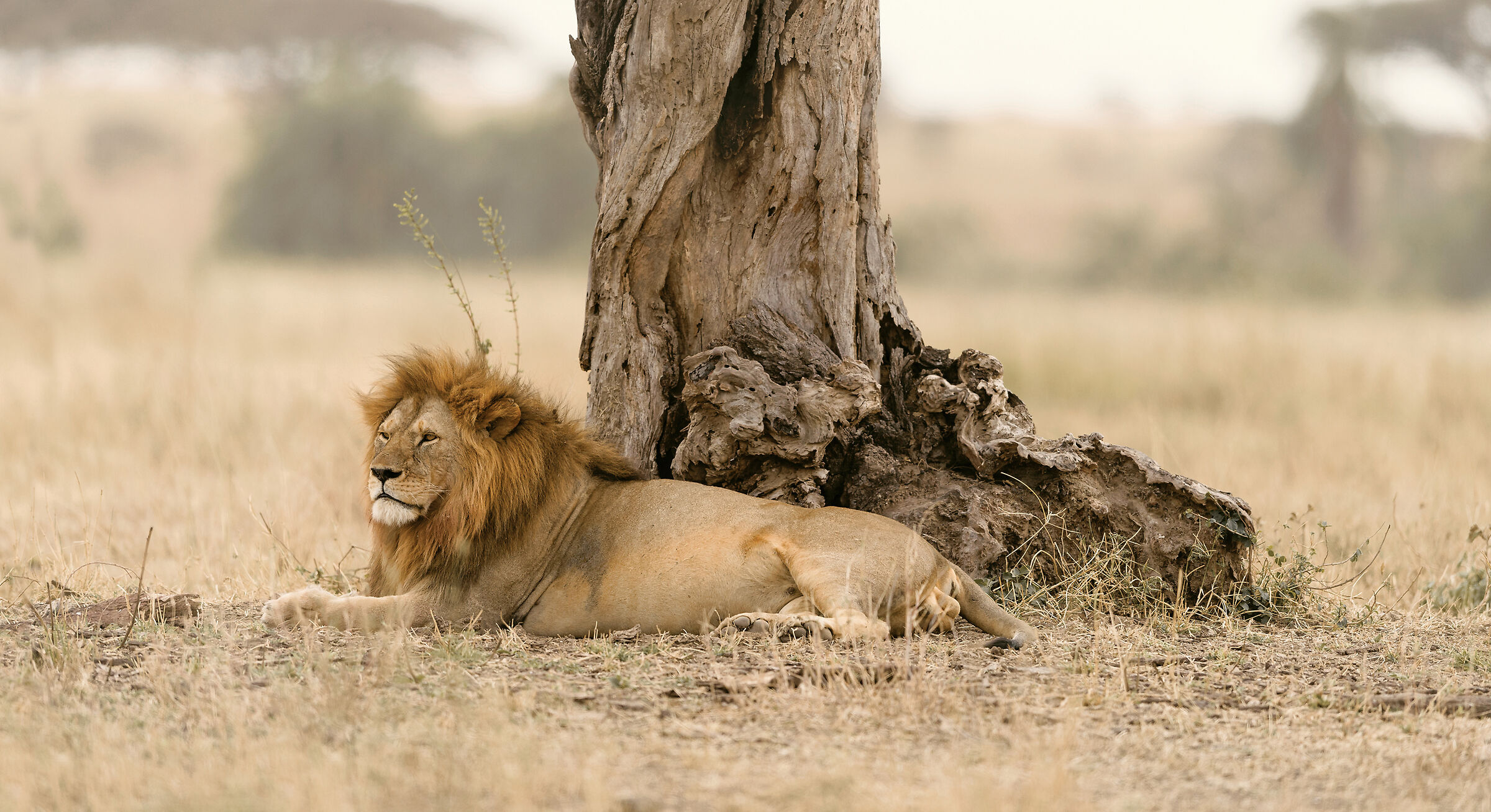 Lion, Serengeti.