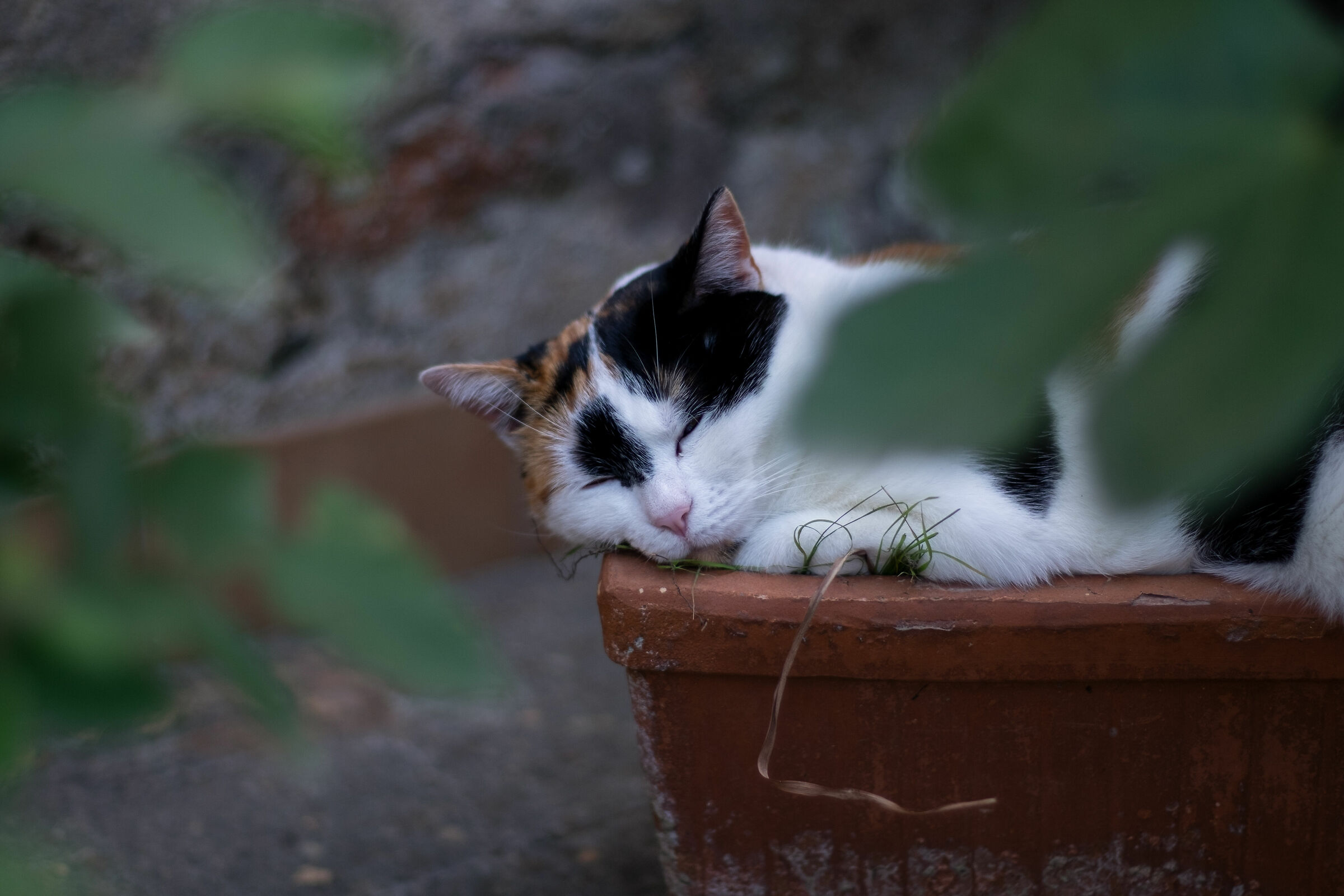 nap in a small vase