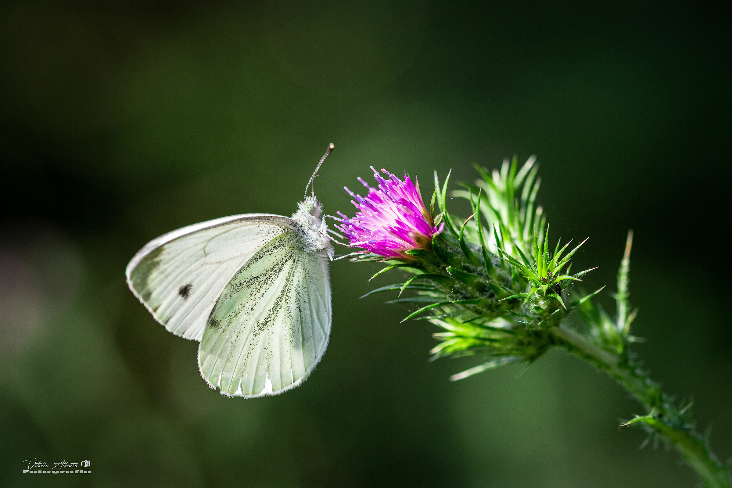 Butterfly in the Sun