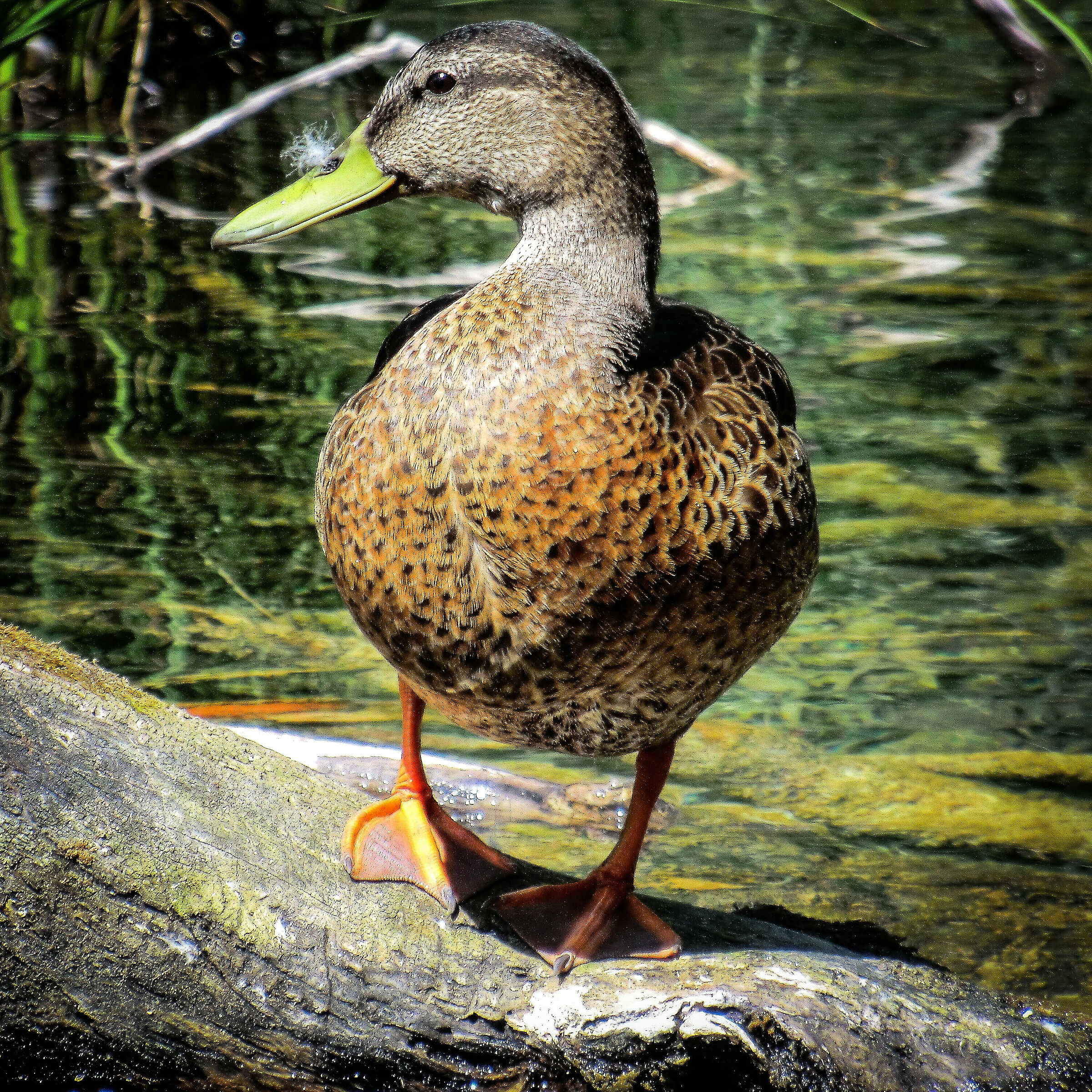 Quack quack