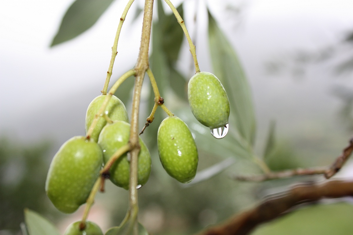 olives.