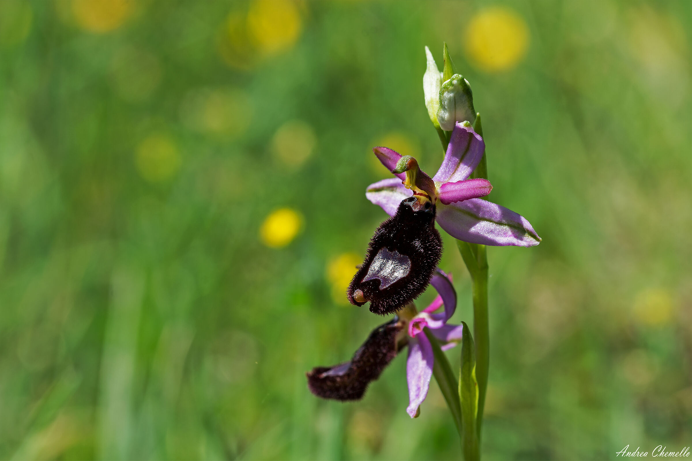 Ofride di Bertoloni (Ophrys bertolonii)