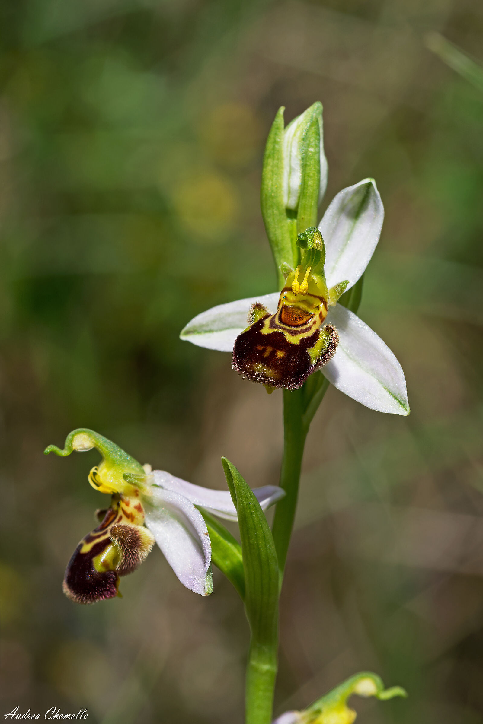 Vesparia (Ophrys apifera)