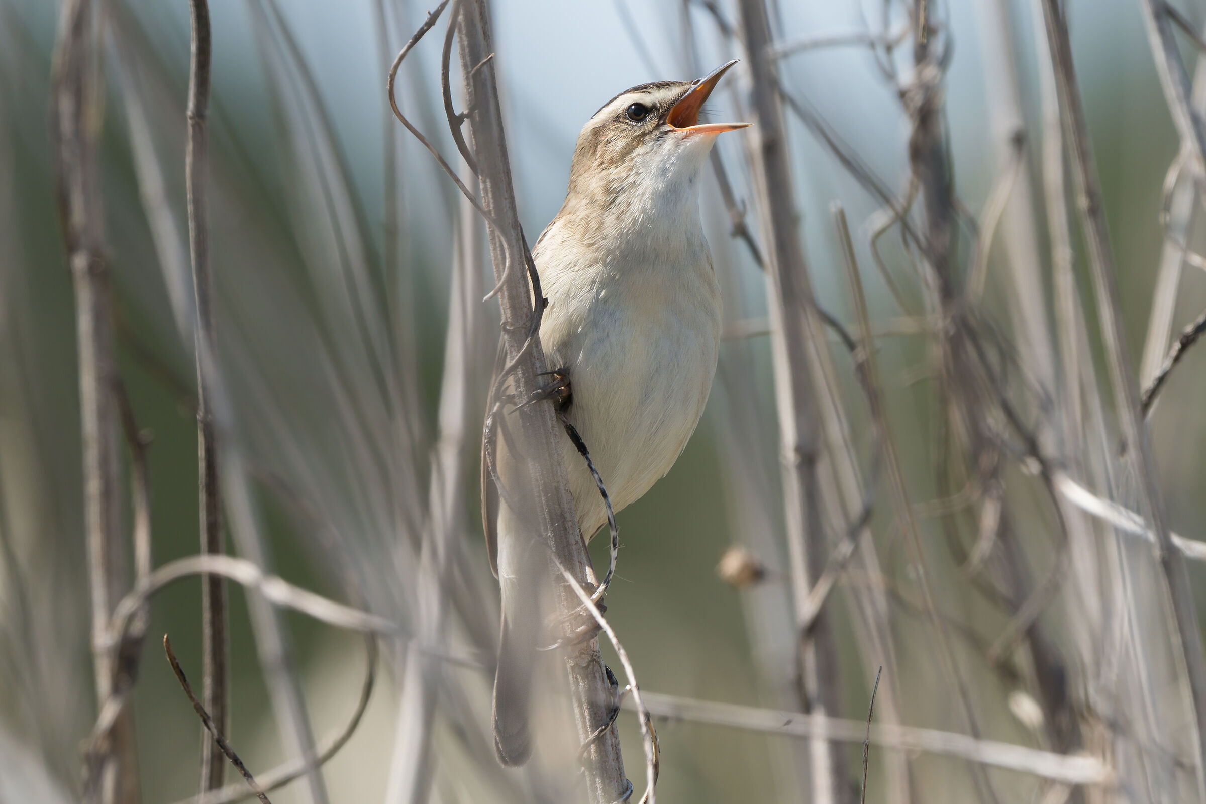 Sedge warbler (Acrocephalus schoenobaenus)