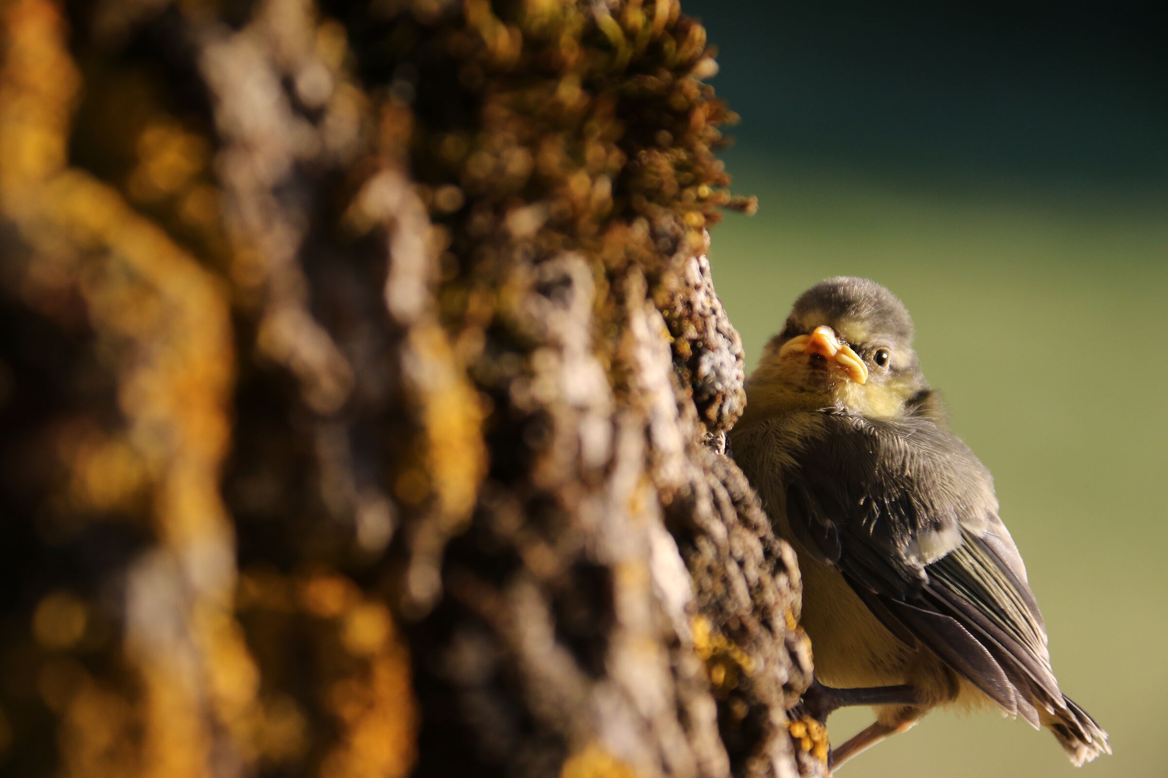 immerso nell' oro della quercia