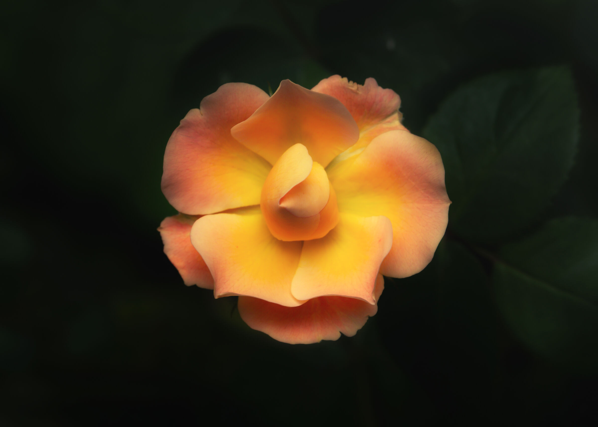 Some beautiful colors