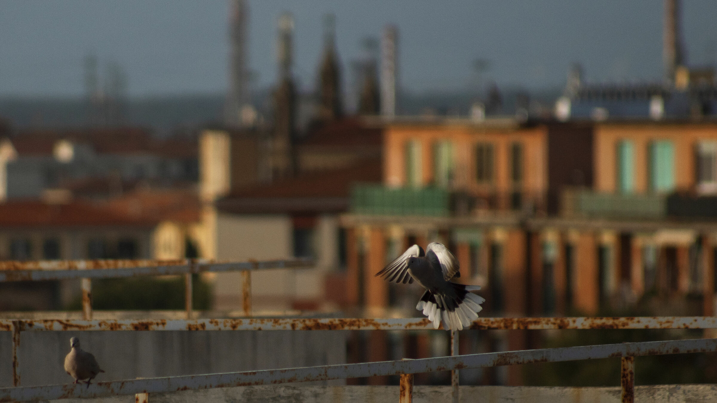Tortore sui tetti di livorno