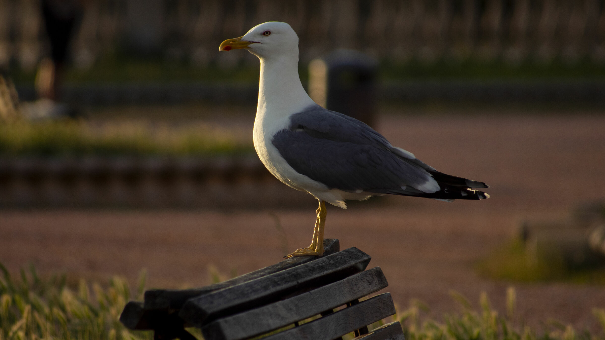 Gabbiano su panchina