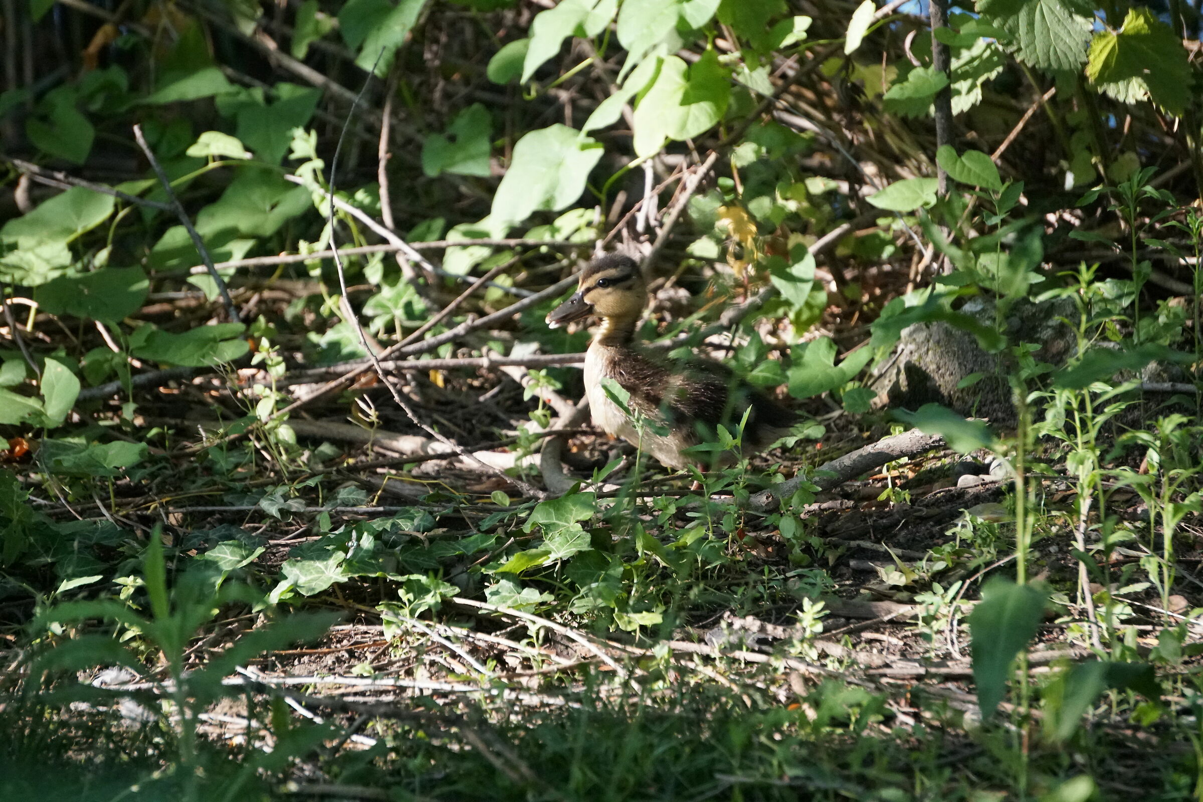 Ed ecco il Paperotto