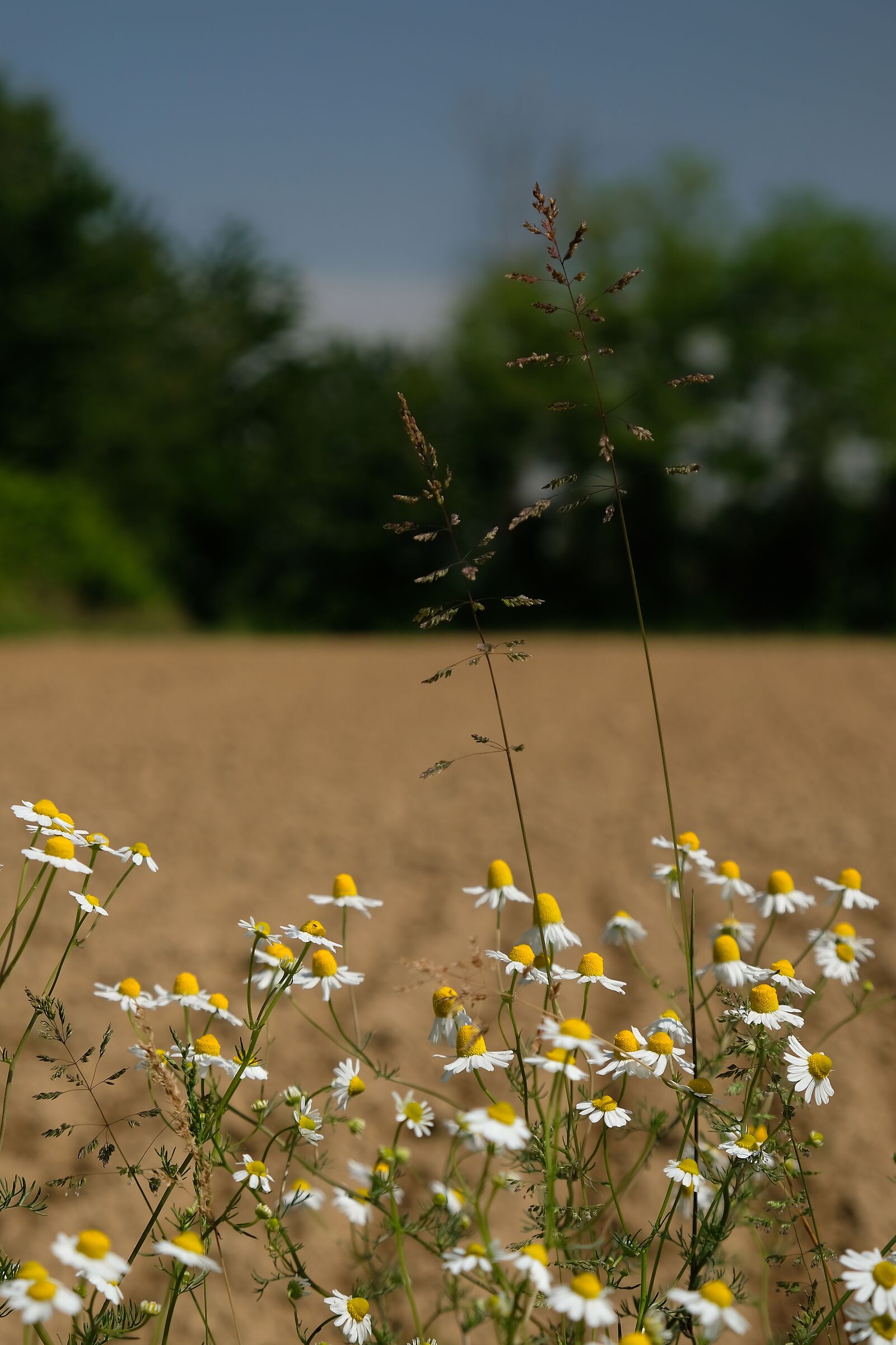Camomilla... Ci vuole una camomilla