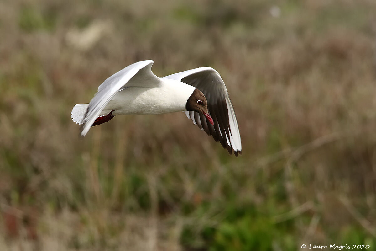 Feathery kite
