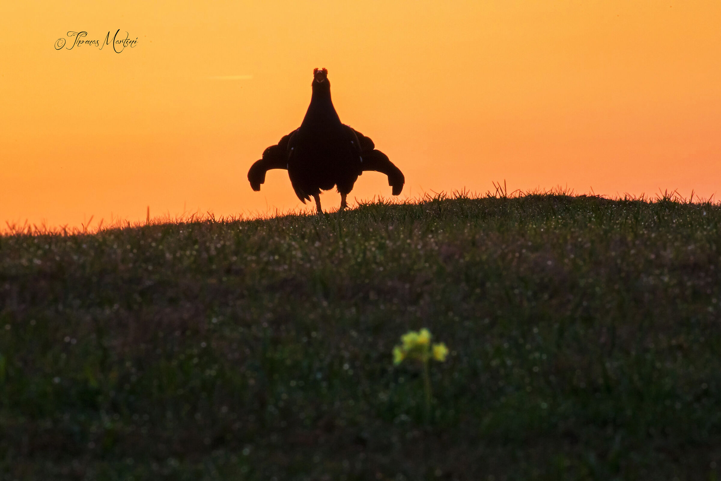 Forcello e Primula Maggiore
