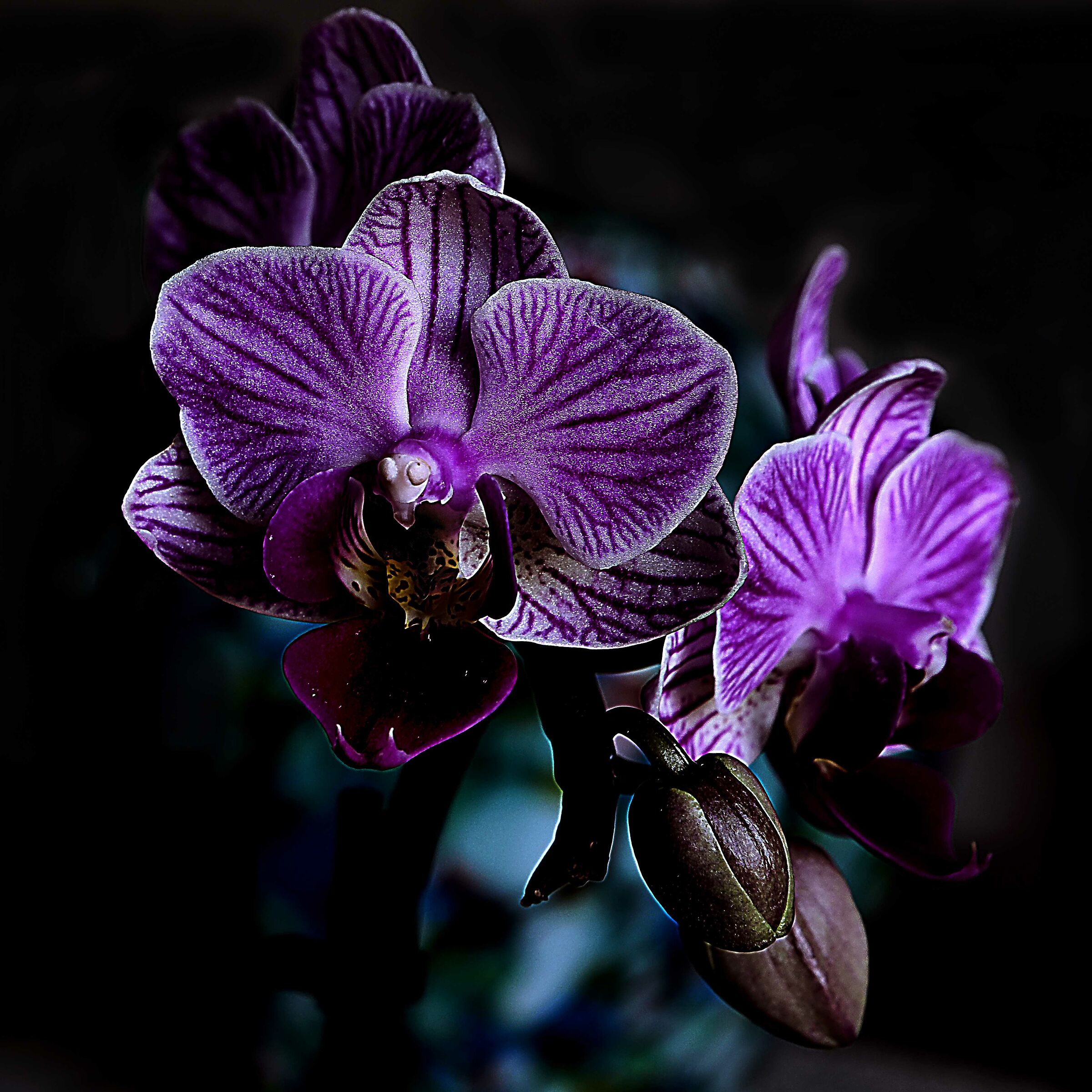 Orchidea  "inquietante" ?
