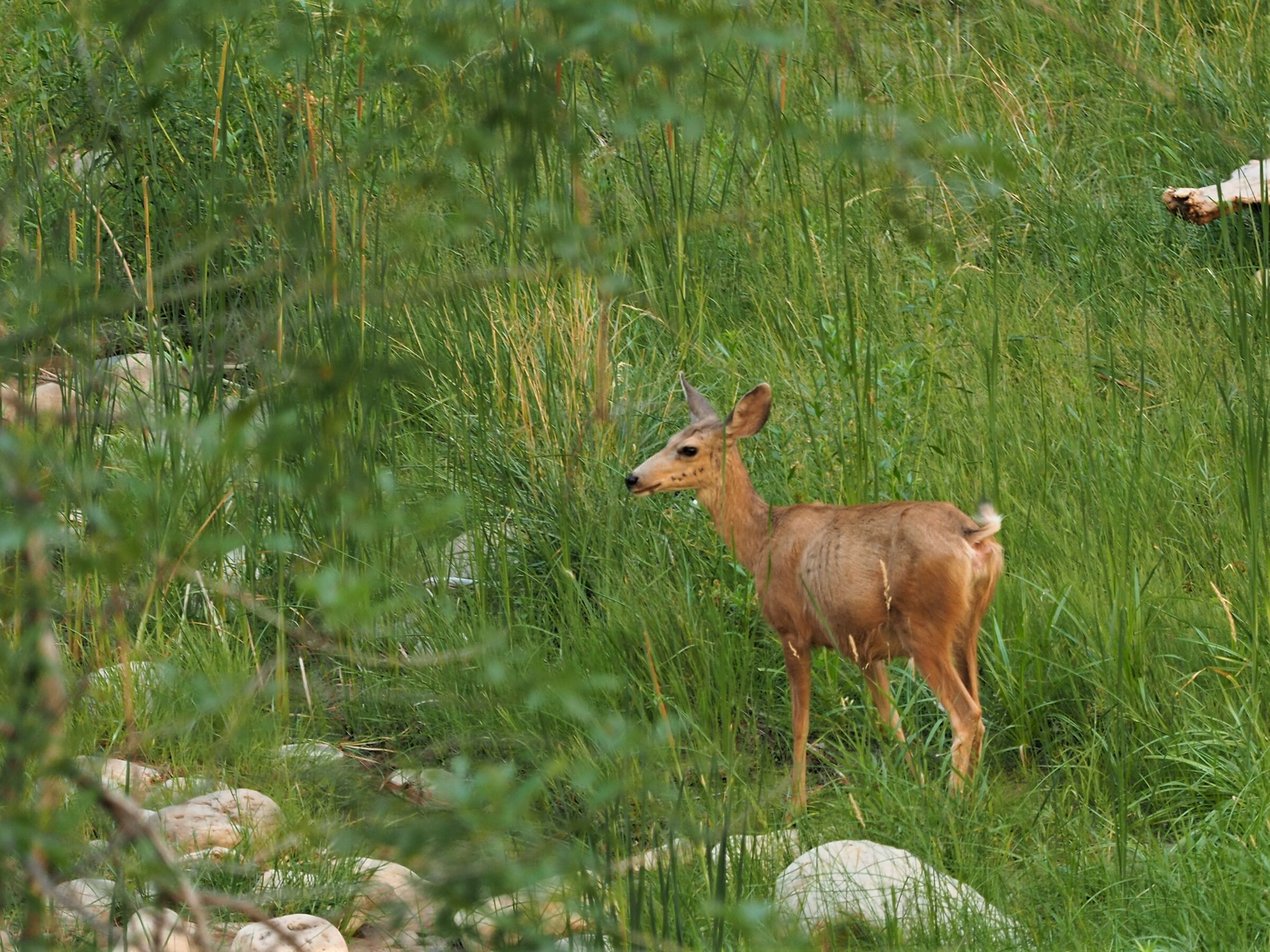 Jumping a canyon ...