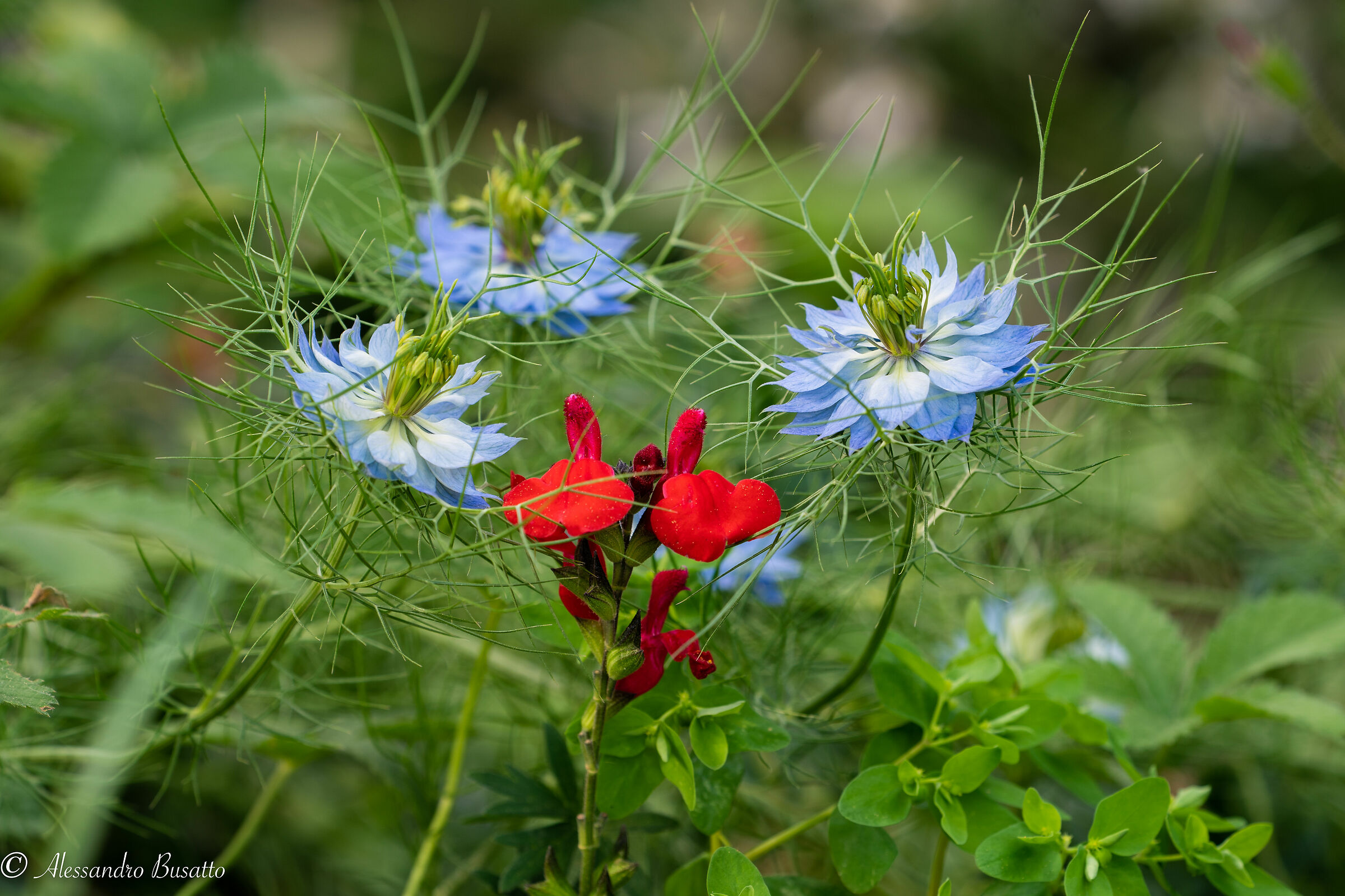 Nicella damascena e salvia microphyla kunth