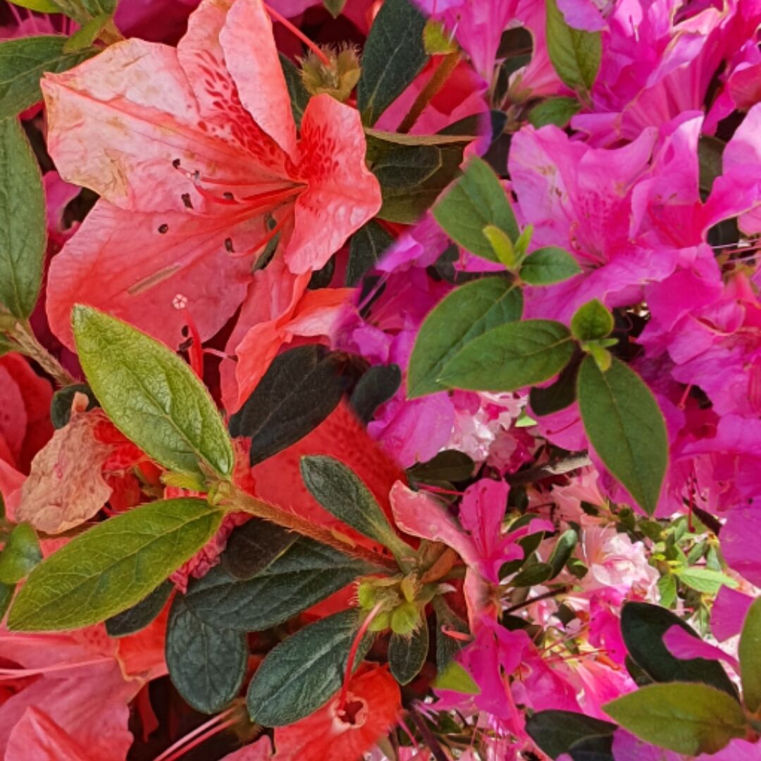 Unione di due scatti alle Azalee