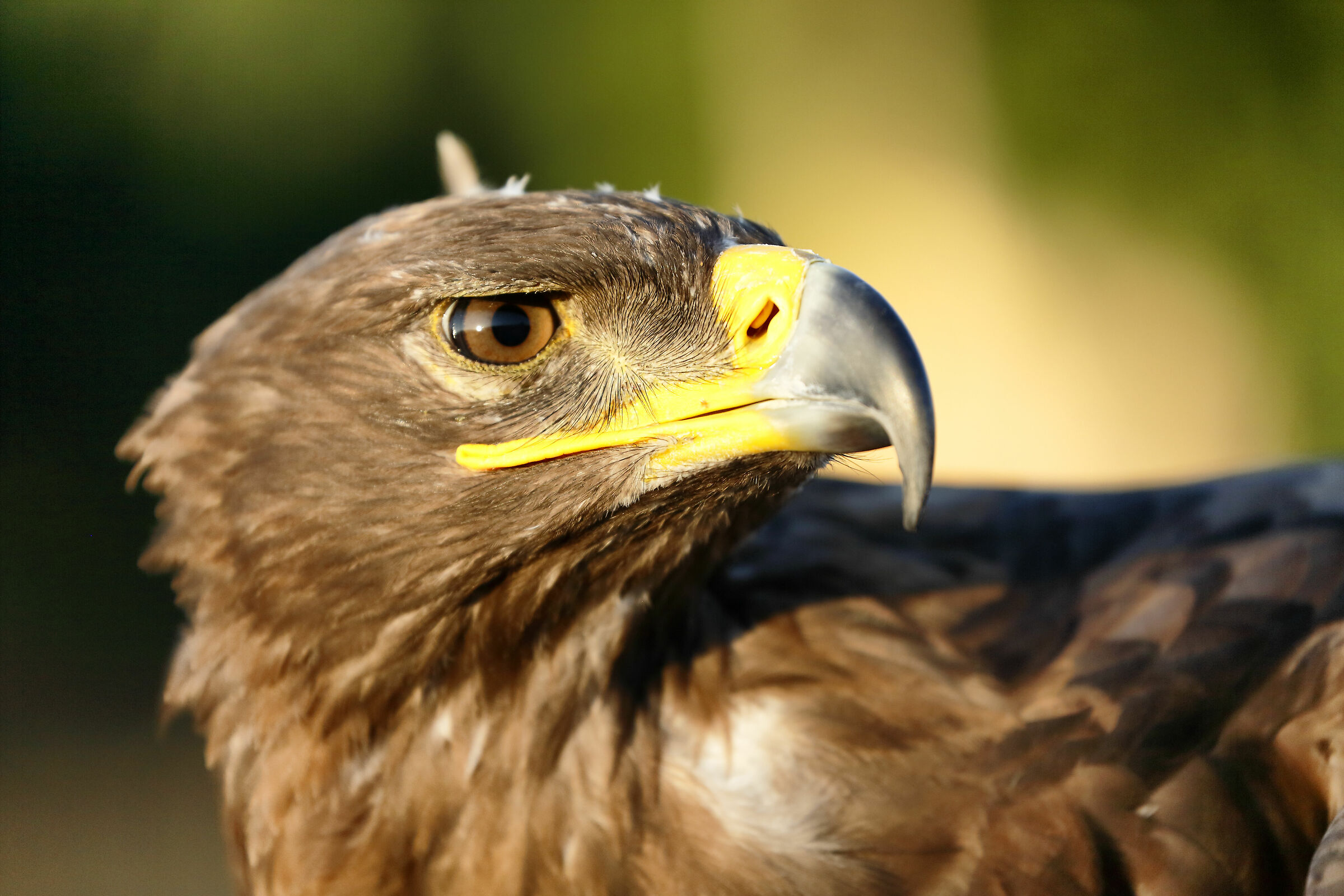 Incontri ravvicinati