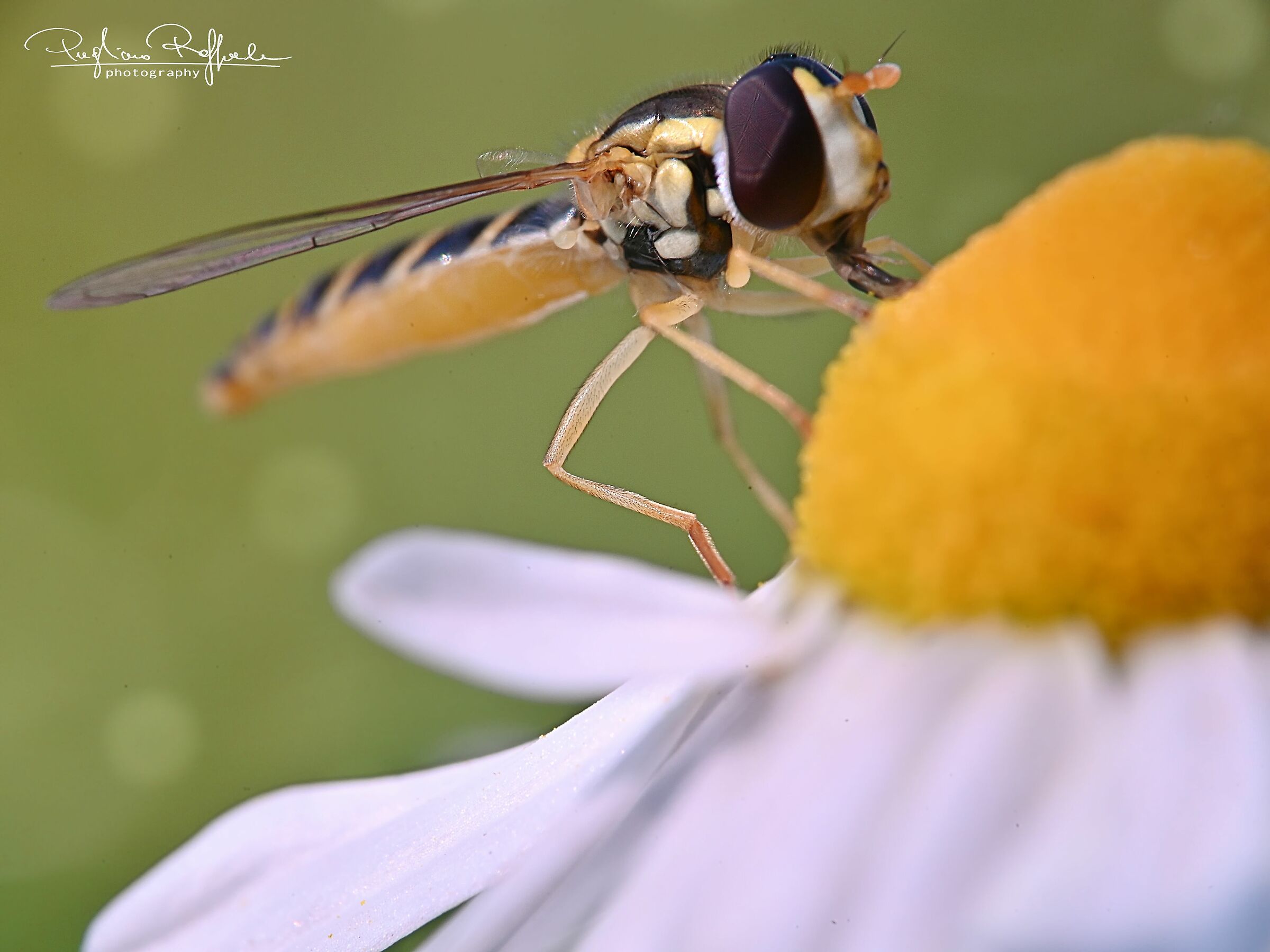 Sphaerophoria scripta