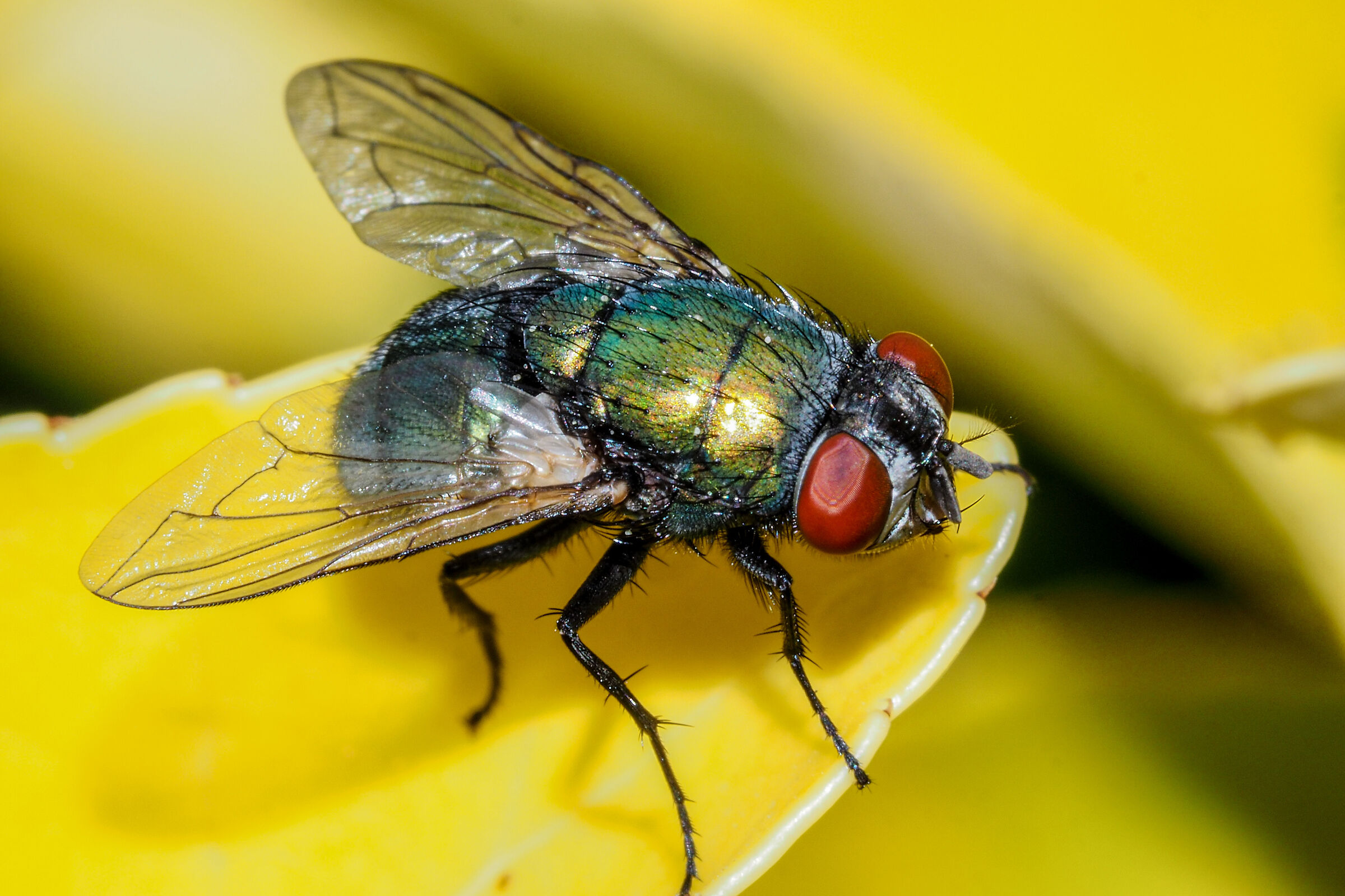 Lucilia sericata