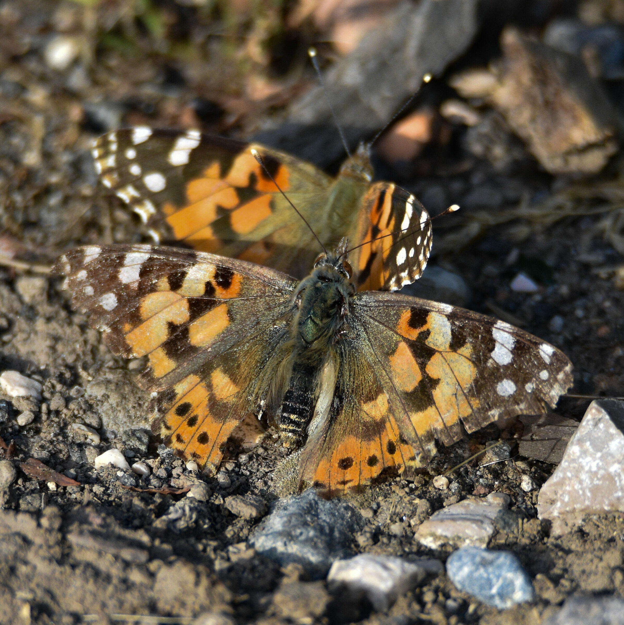 Vanessa who dies and Vanessa who lives