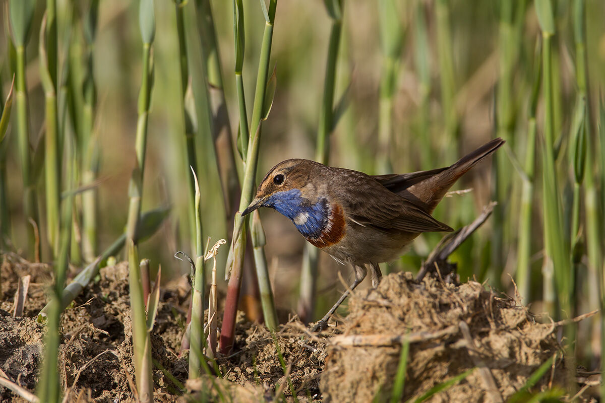 Pettazzurro (Svecic Luscinia) - Bluethroat