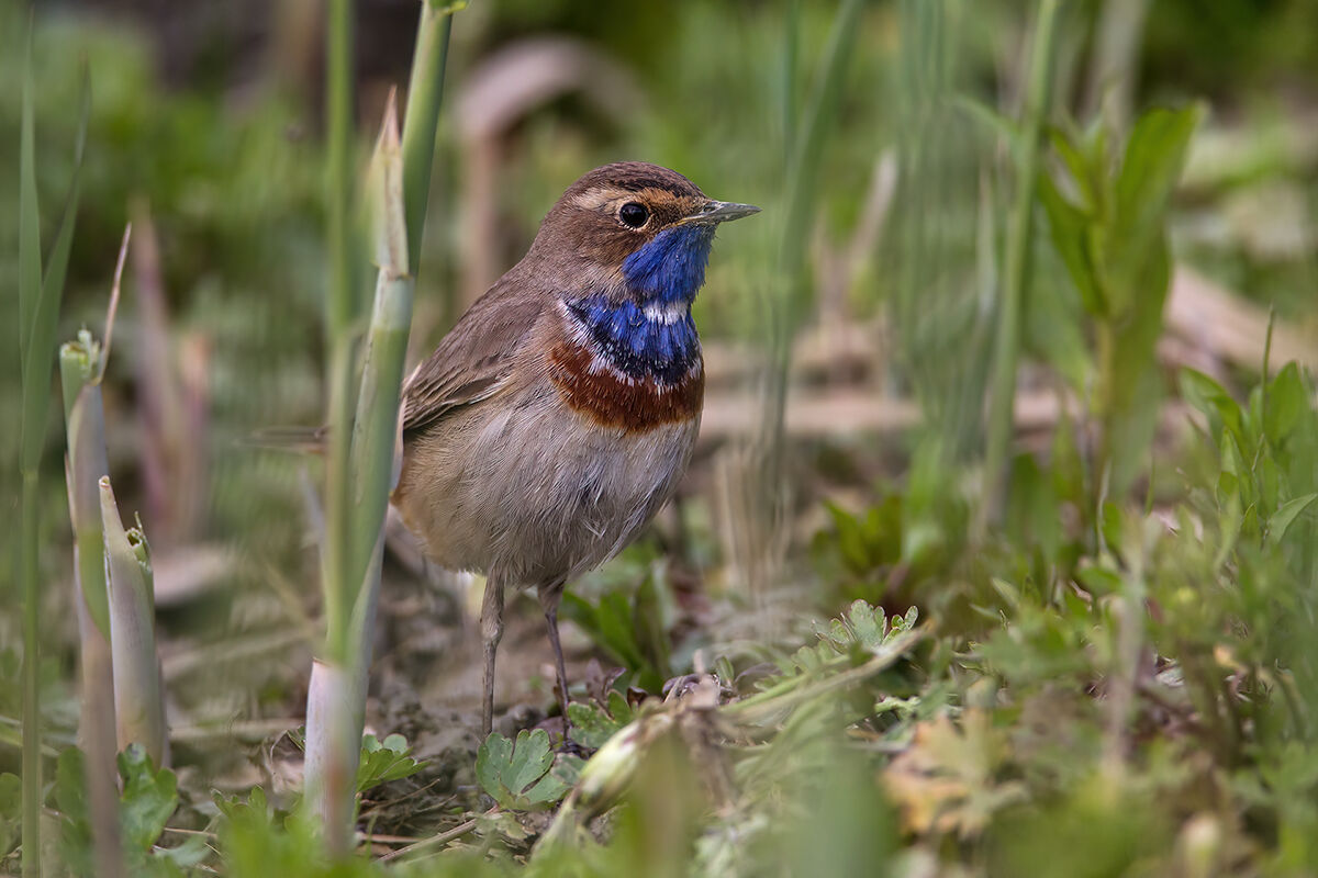 Pettazzurro (Luscinia svecica) - Bluethroat
